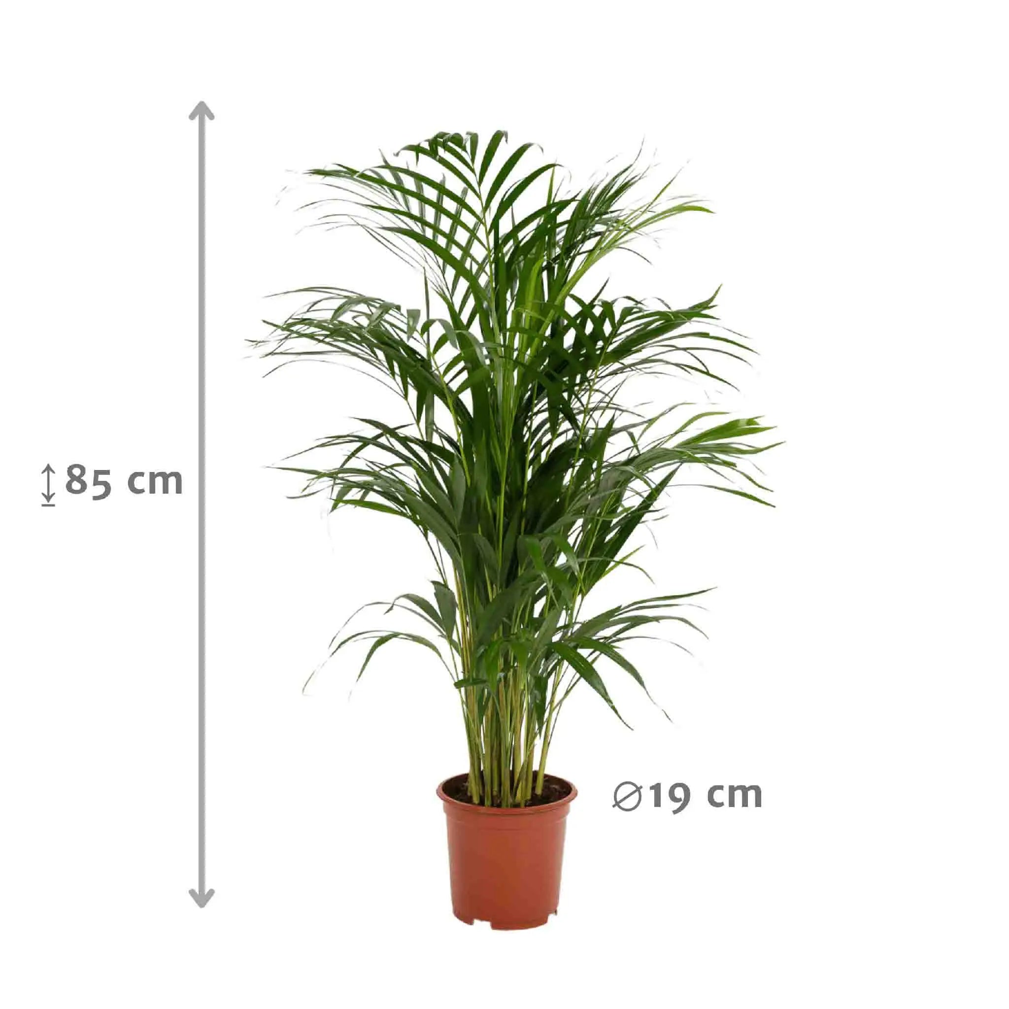 Dypsis lusescens - Goldfruchtpalme (↨85cm・⌀19cm) - Image