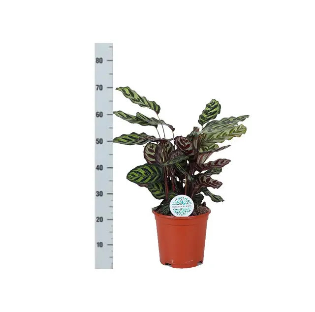 Calathea - Korbmarante - Image