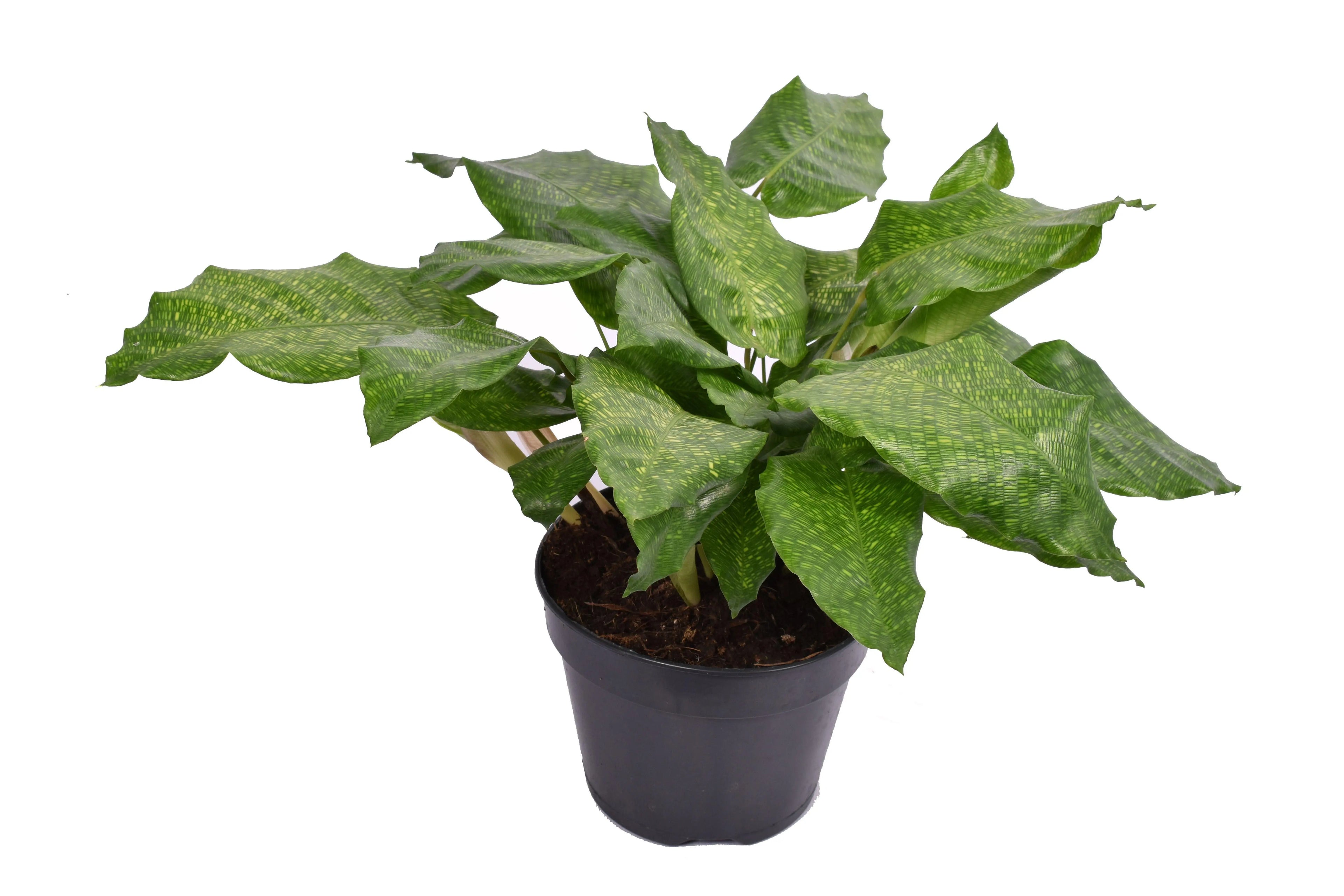 Calathea - Korbmarante - Image