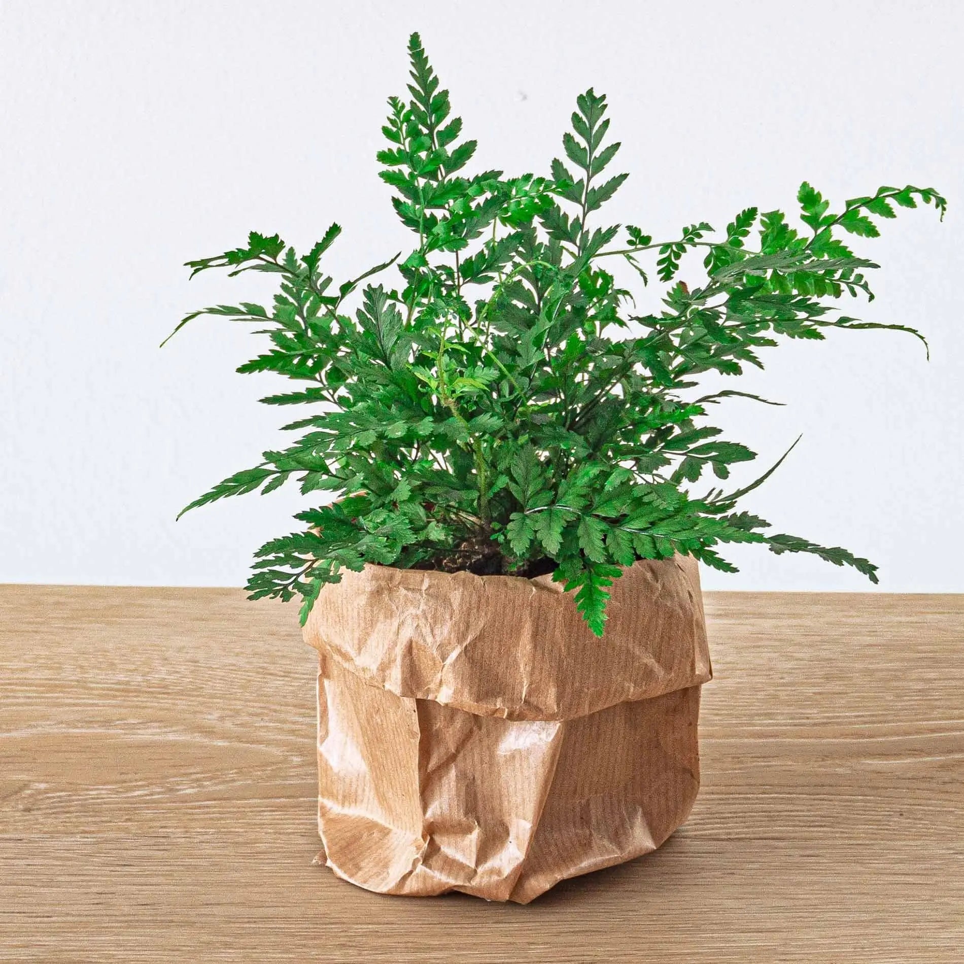 Pflanzenterrarium - Pflanzen und Zubehör für Terrarien - Image