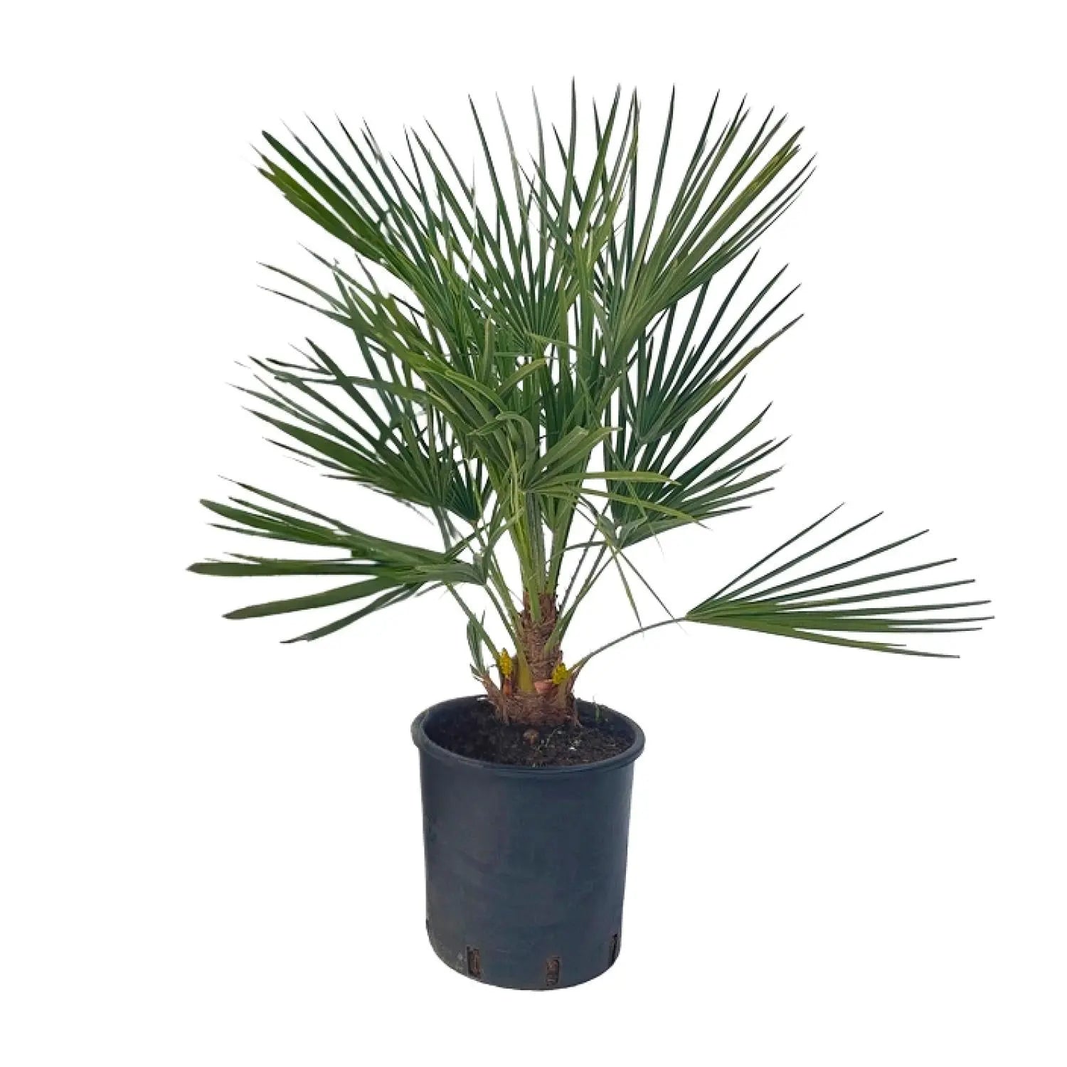 Chamaerops humilis - Europäische Zwergpalme - Image 