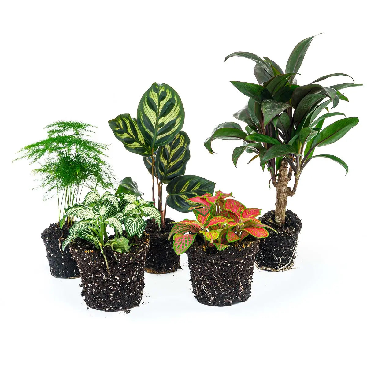 Pflanzenterrarium - Pflanzen und Zubehör für Terrarien - Image