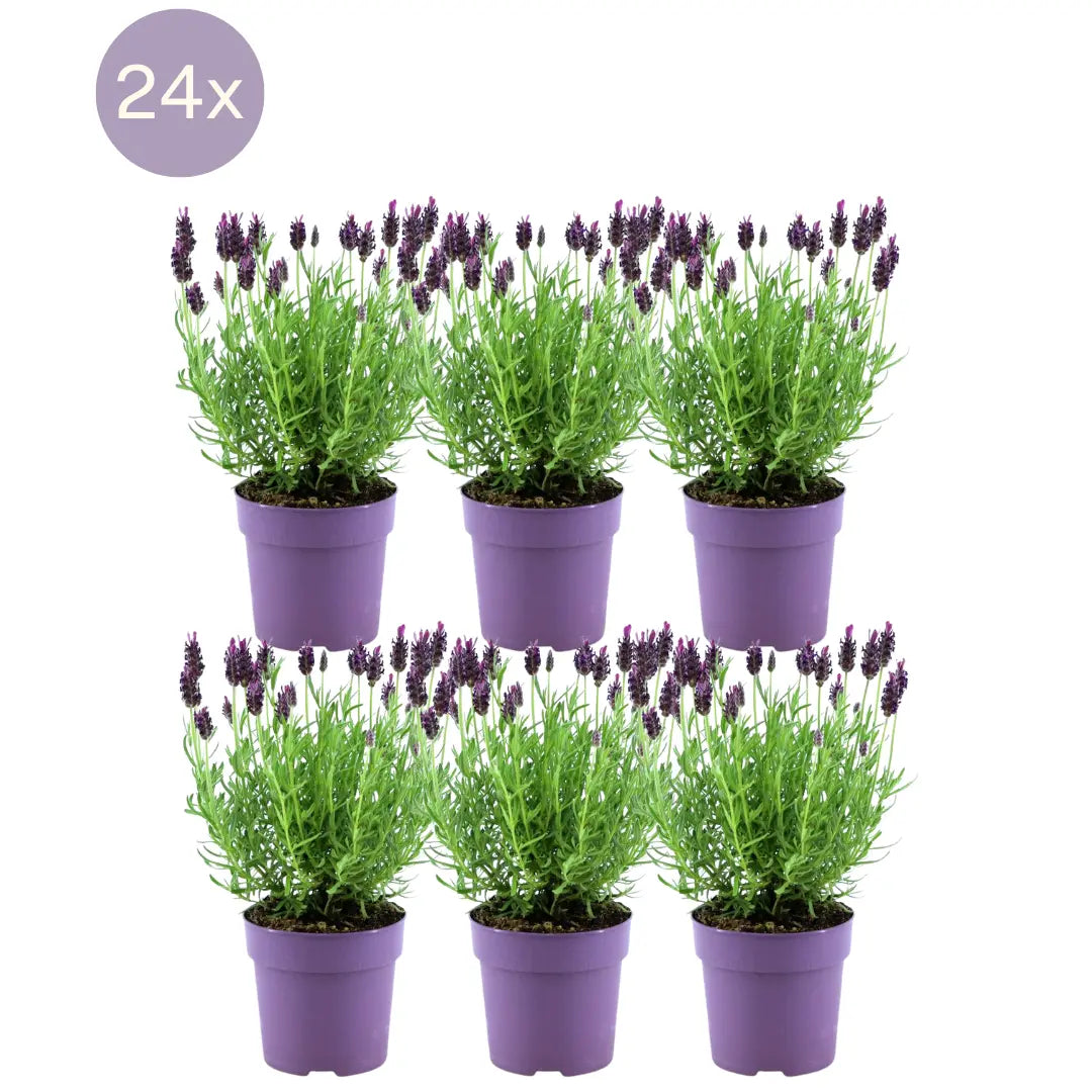 Lavandula - Verschiedene Sorten winterharter Lavendel - Image