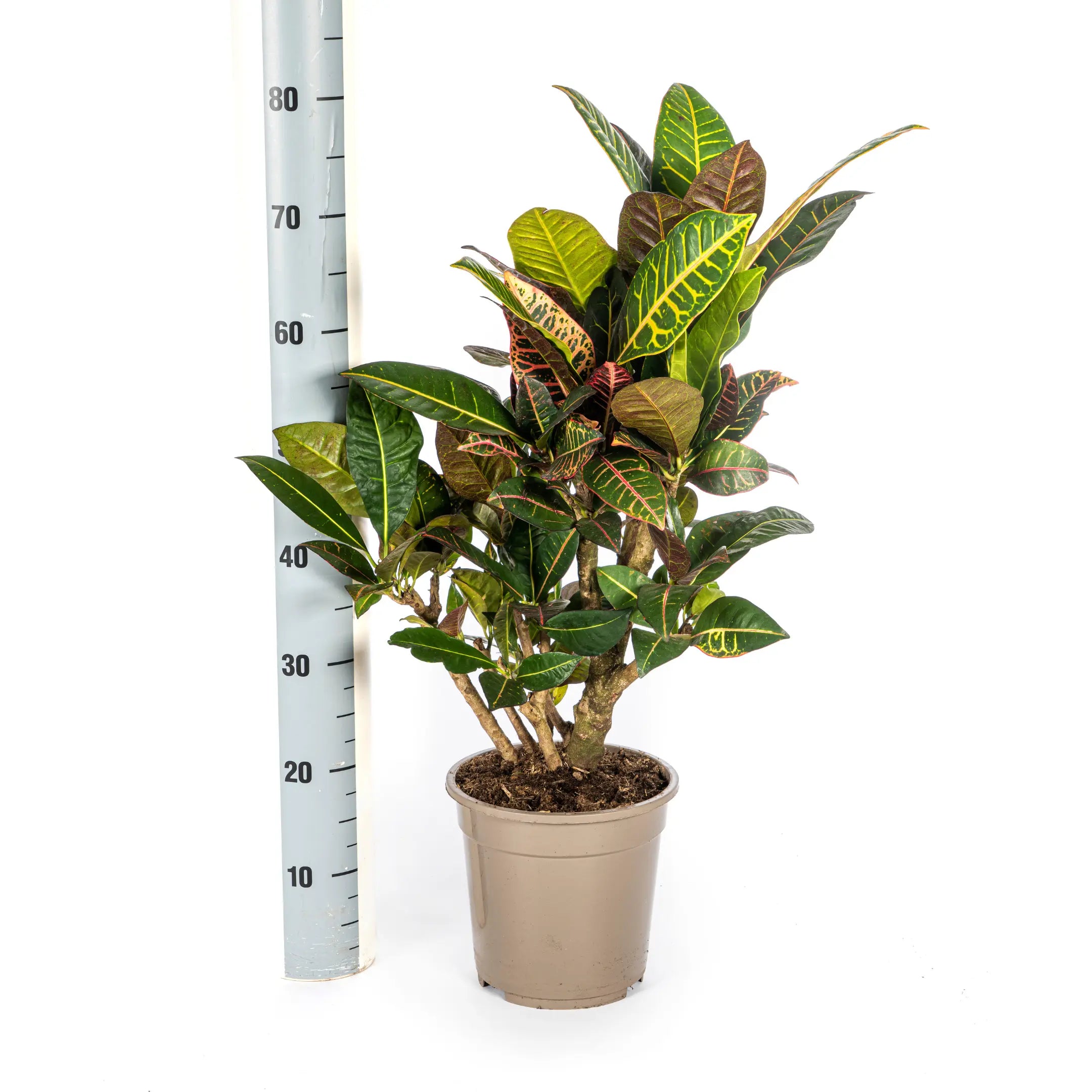Croton Codiaeum variegatum - Wunderstrauch, Kroton - Image