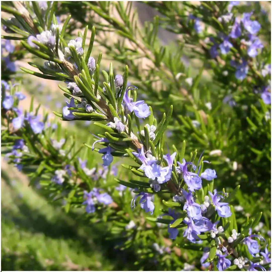 Rosmarinus officinalis - Rosmarin 6er-Set (↨25cm・⌀7cm) - Image