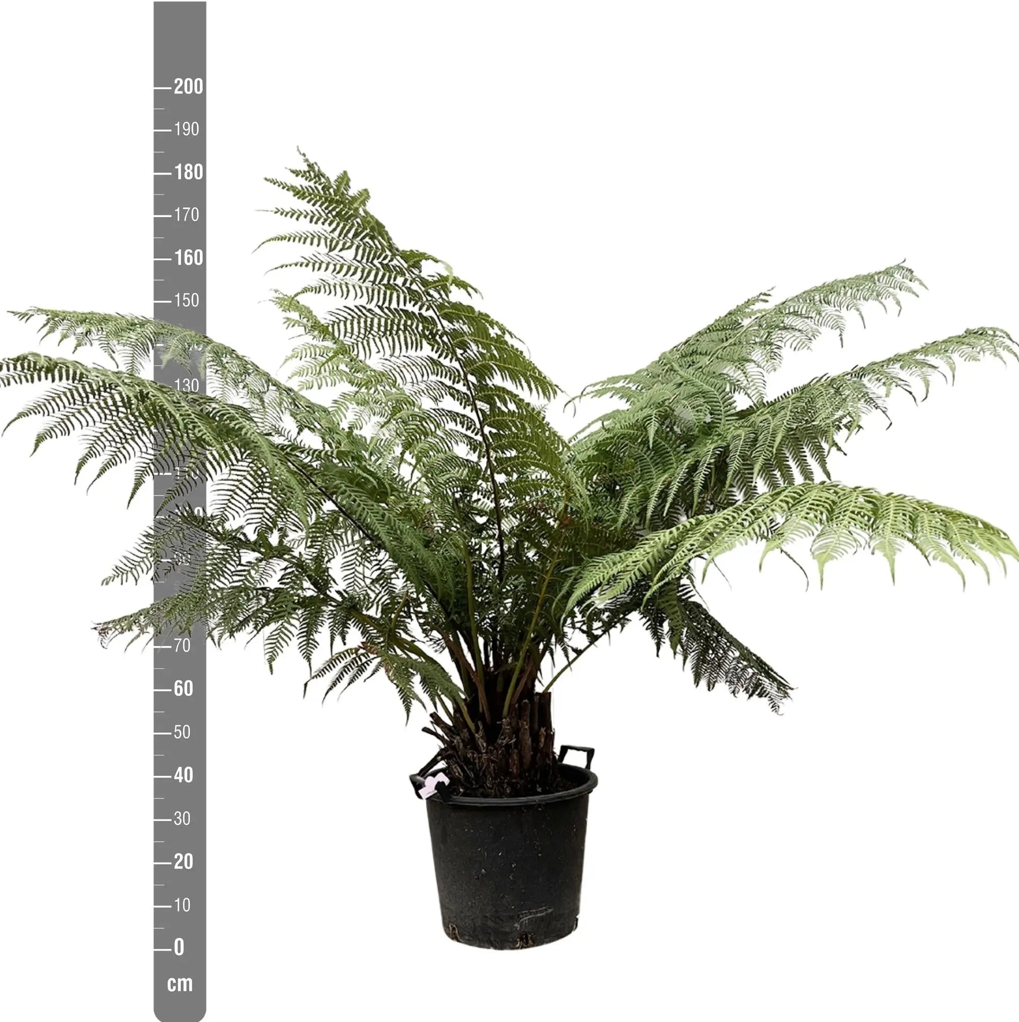 Dicksonia Antarctica - Antarktischer Baumfarn - Image