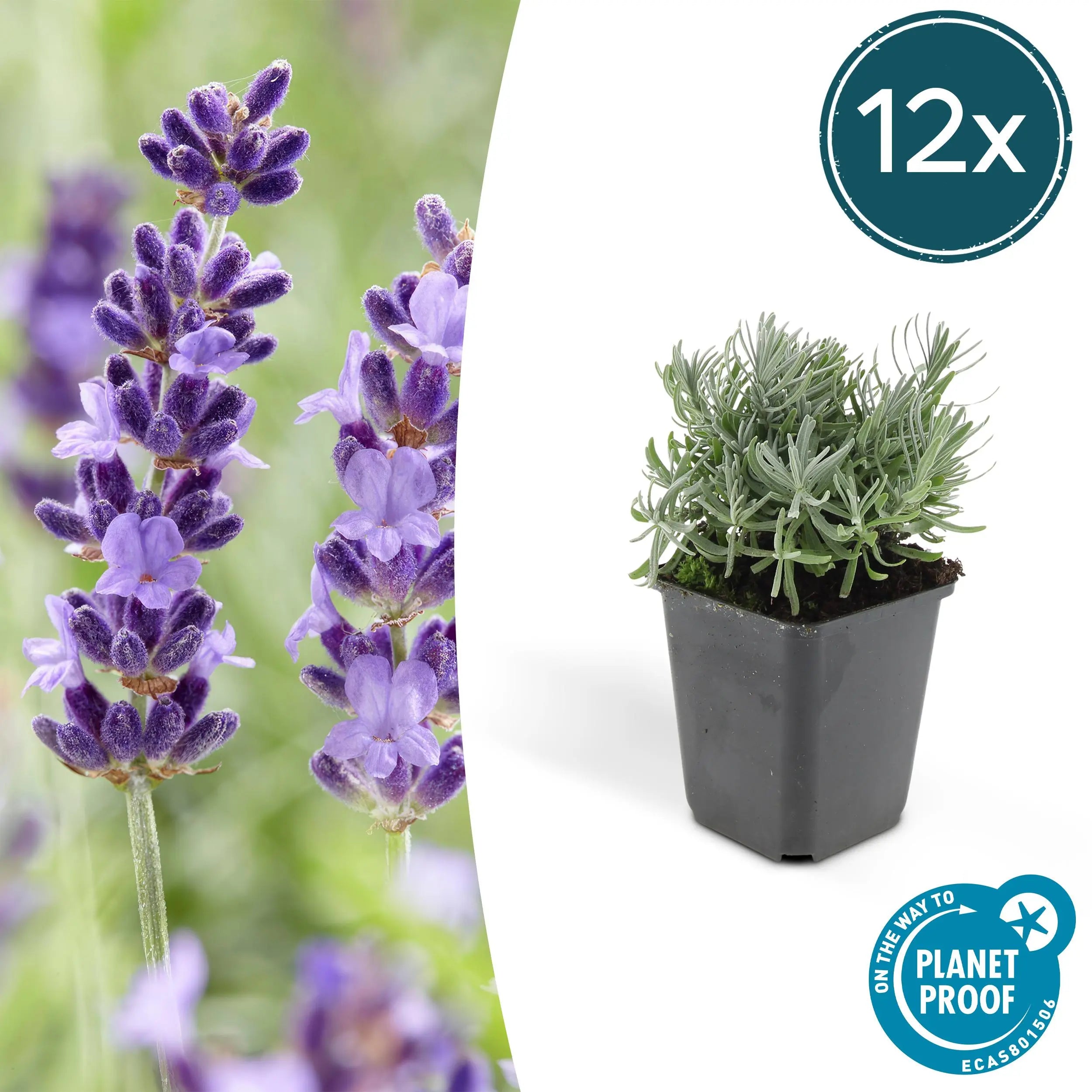 Lavandula - Verschiedene Sorten winterharter Lavendel - Image