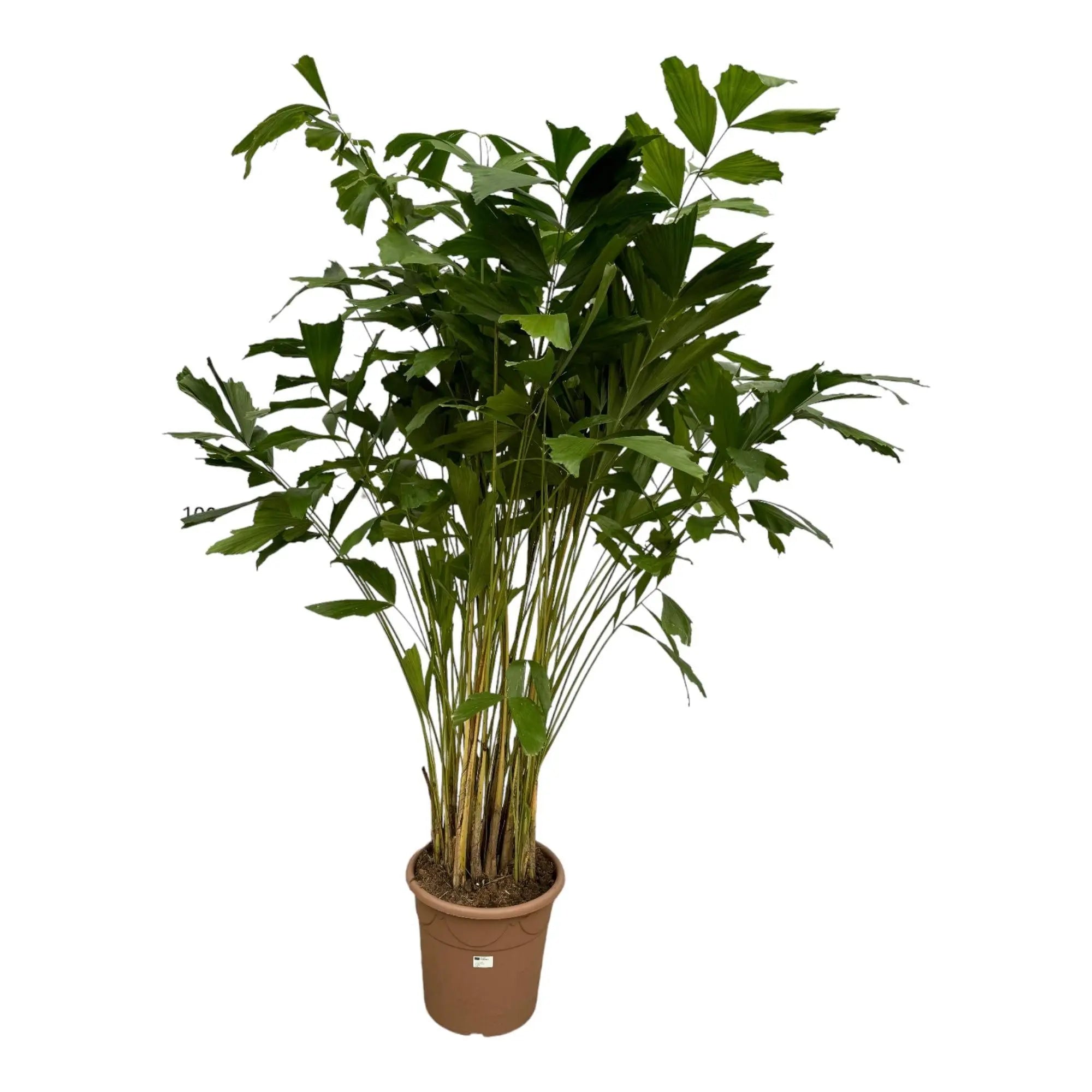 Caryota Mitis - Fischschwanzpalme - Image