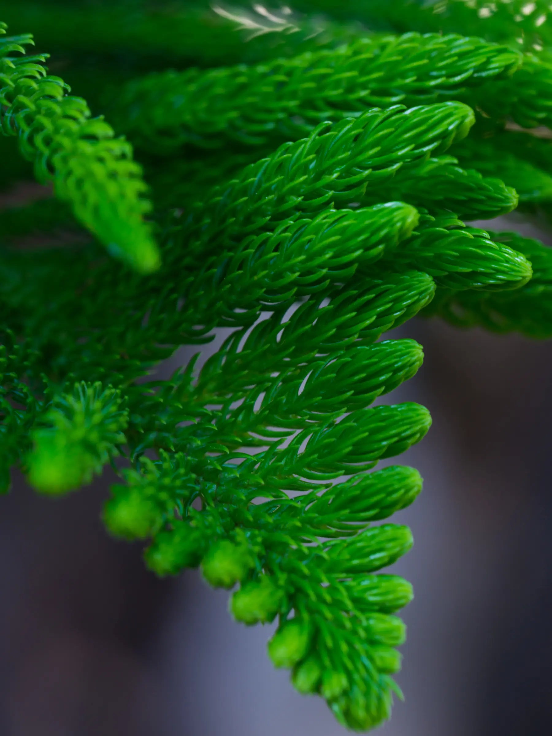 Araucaria heterophylla - Zimmertanne, Norfolk-Araukarie - Image