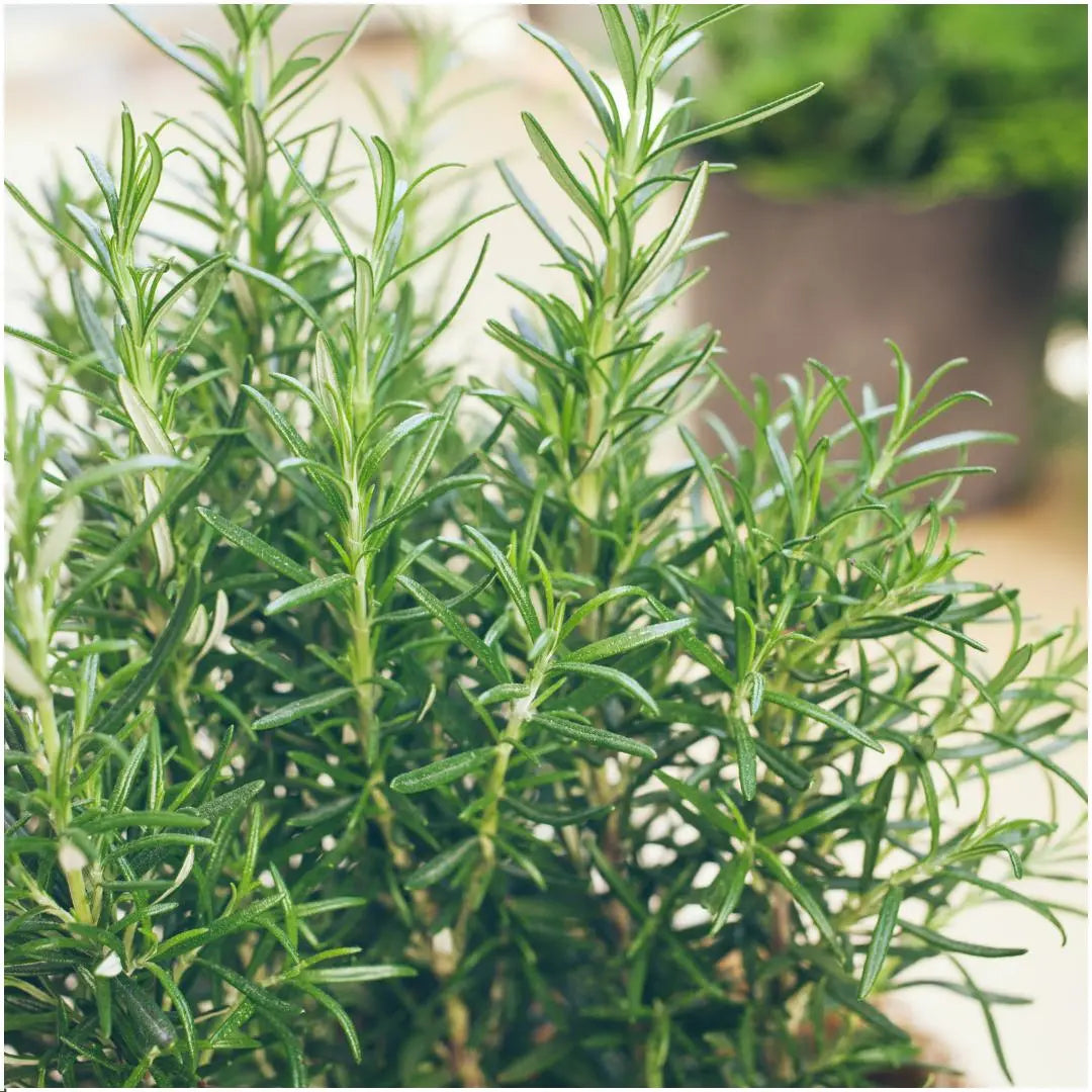 Rosmarinus officinalis - Rosmarin 6er-Set (↨25cm・⌀7cm) - Image