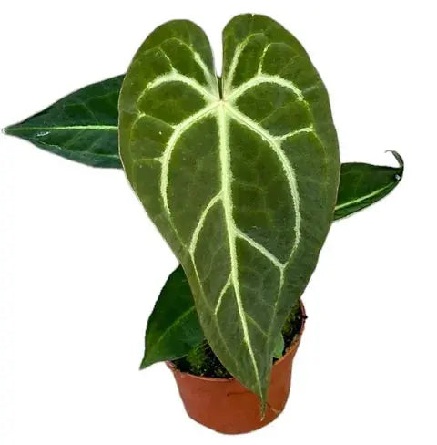 Anthurium - Große Auswahl Flamingoblumen, Anthurien - Image