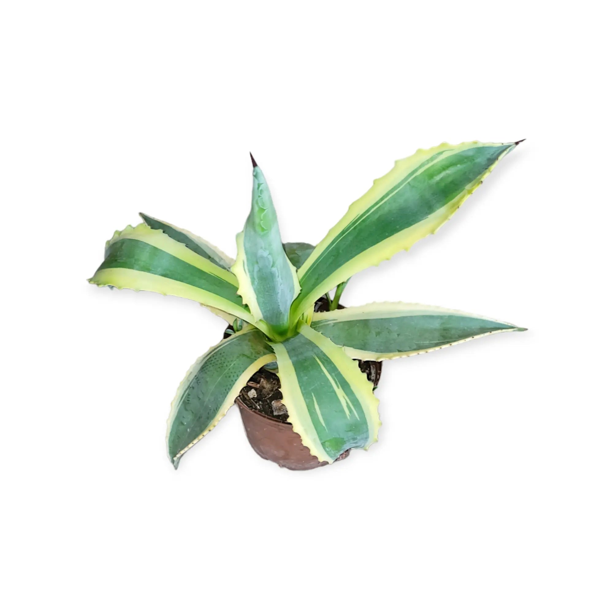 Agave americana variegata - Amerikanische Agave - Image