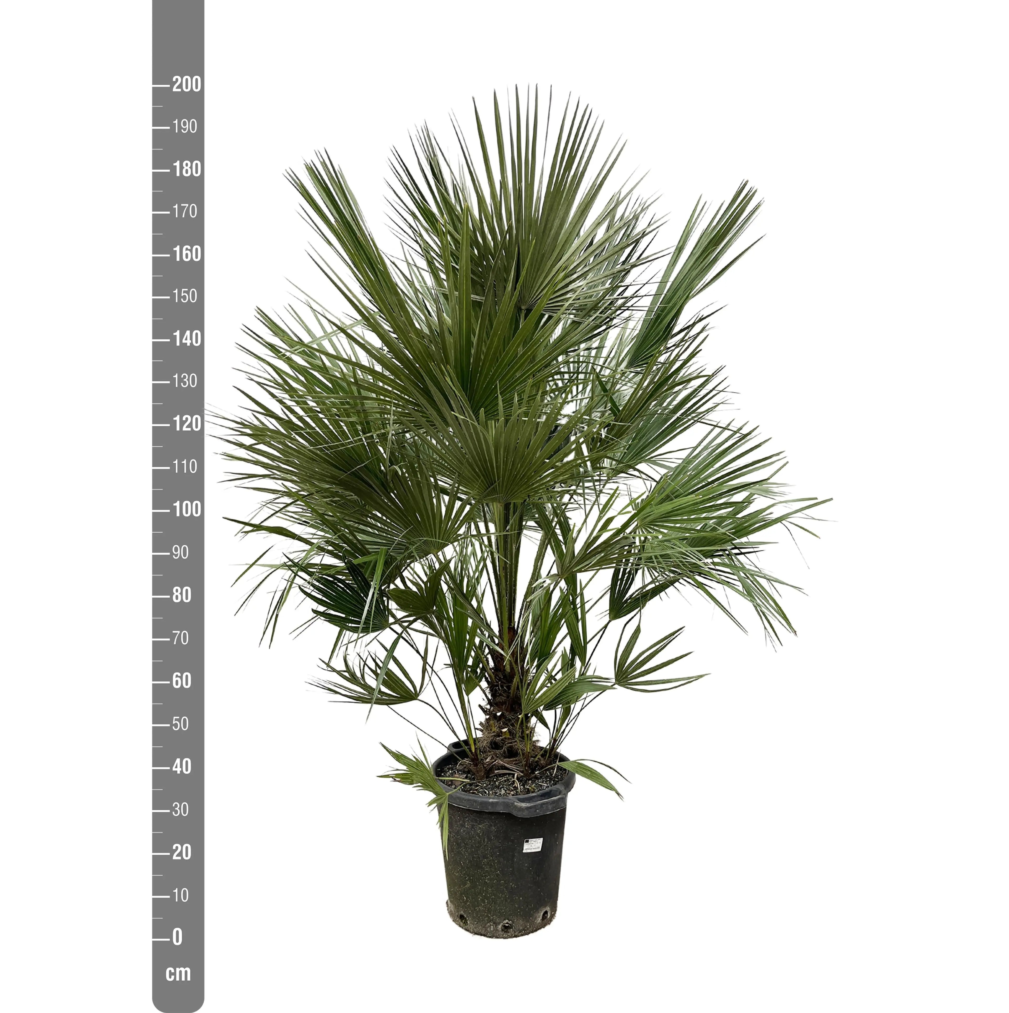 Chamaerops humilis - Europäische Zwergpalme - Image