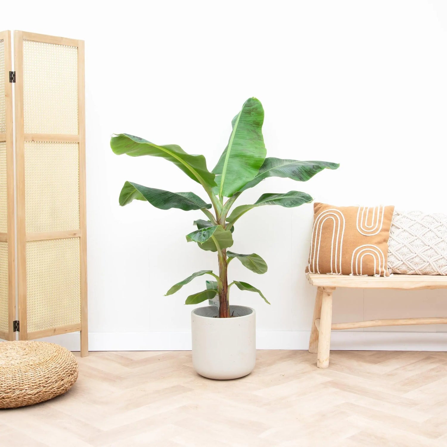 Musa basjoo - Japanische Faserbanane - Image