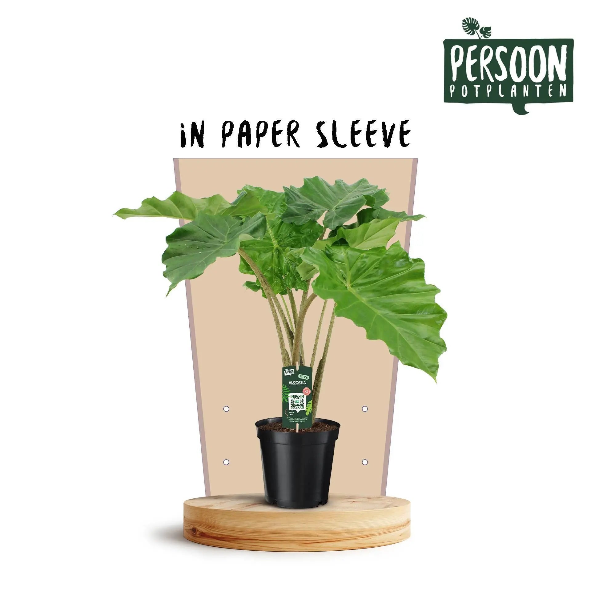 Alocasia Portodora - Ø21 ↕90 - Image