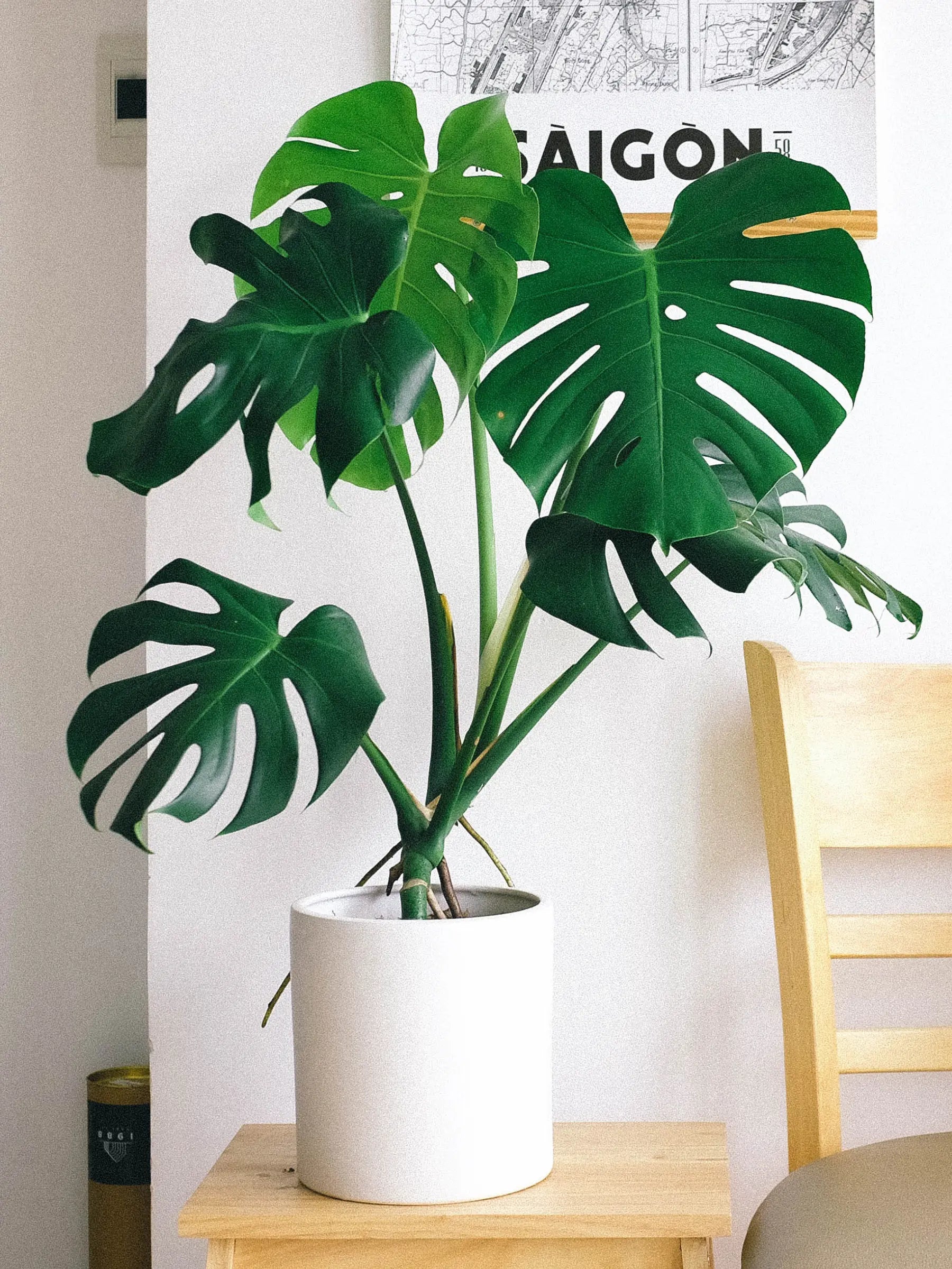 Monstera Deliciosa - Köstliches Fensterblatt - Image