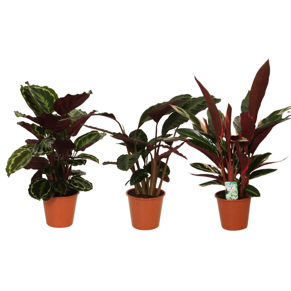 Calathea - Korbmarante - Image