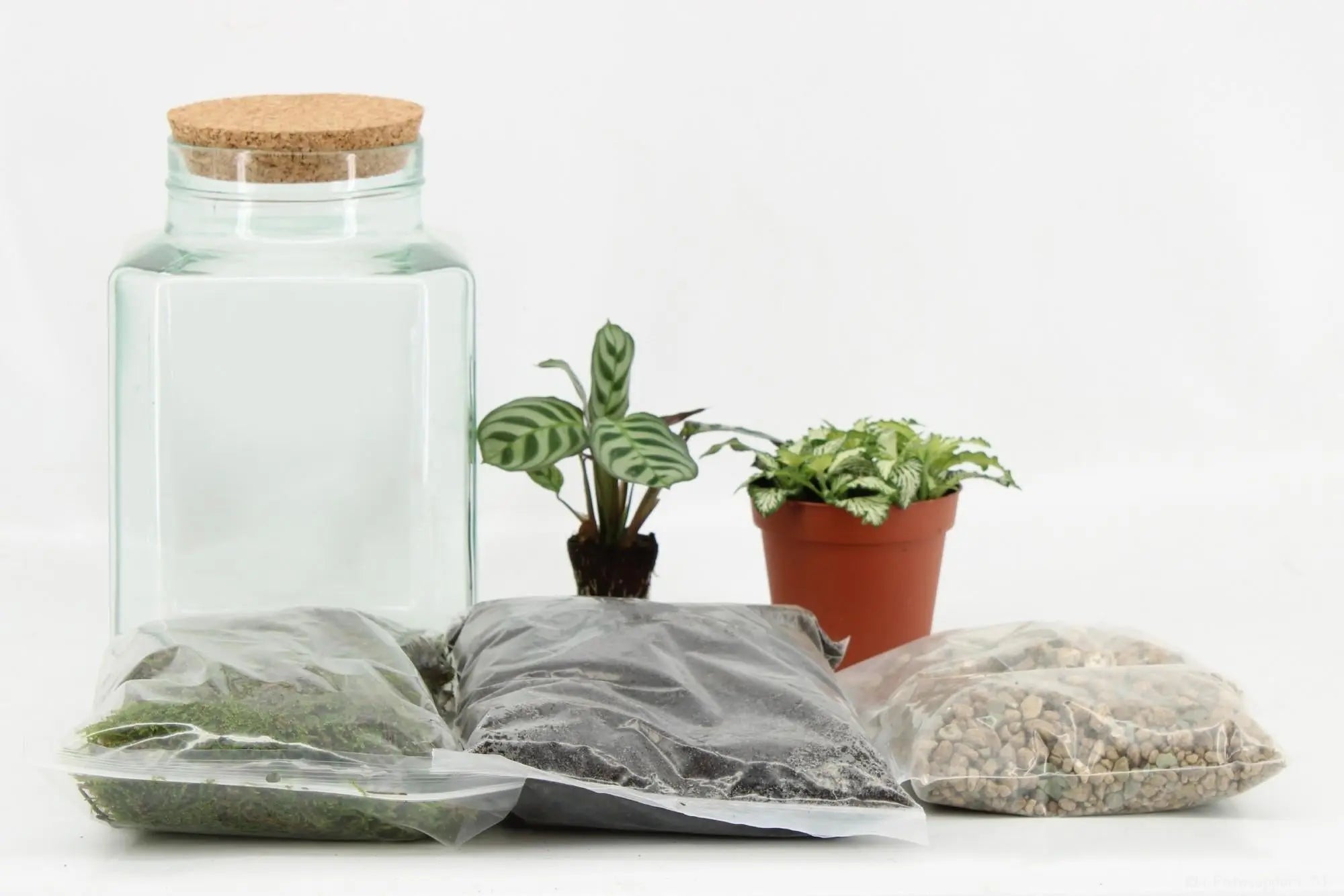 Pflanzenterrarium - Pflanzen und Zubehör für Terrarien - Image