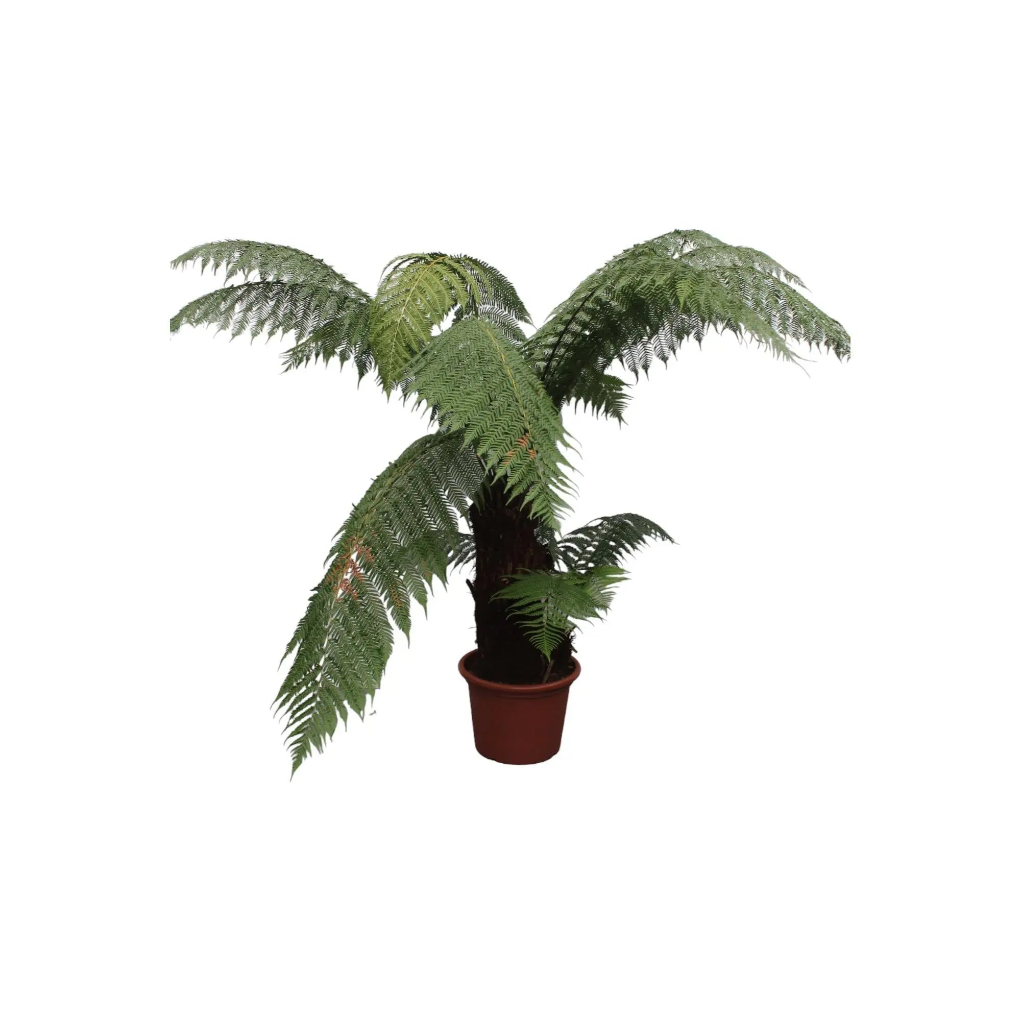 Dicksonia Antarctica - Antarktischer Baumfarn - Image