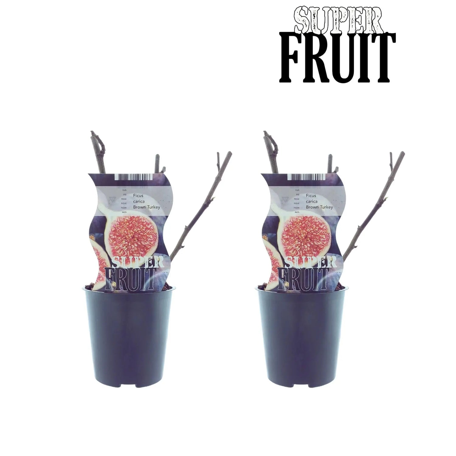 Ficus carica - Winterharte Echte Feige - Image