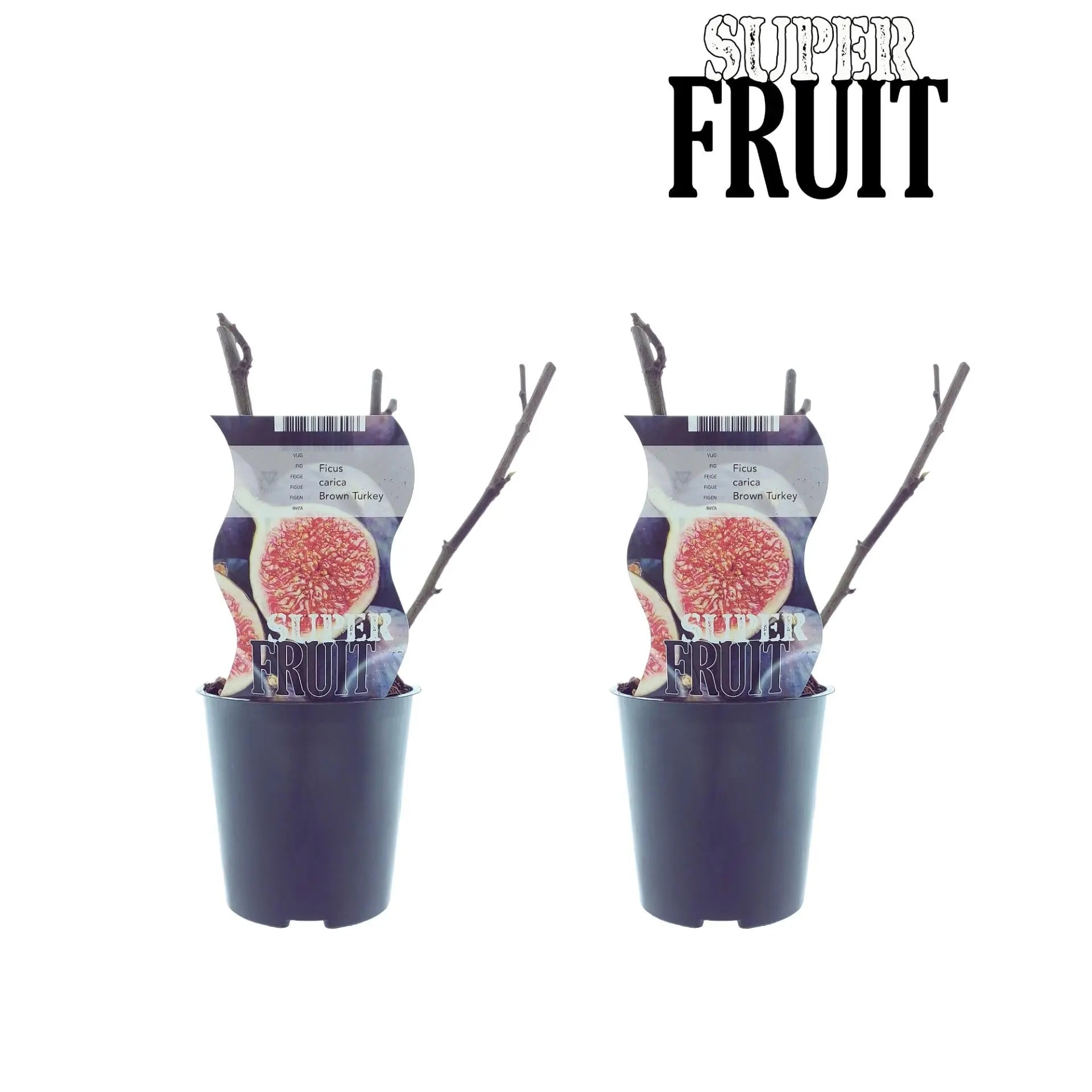 Ficus carica - Winterharte Echte Feige - Image