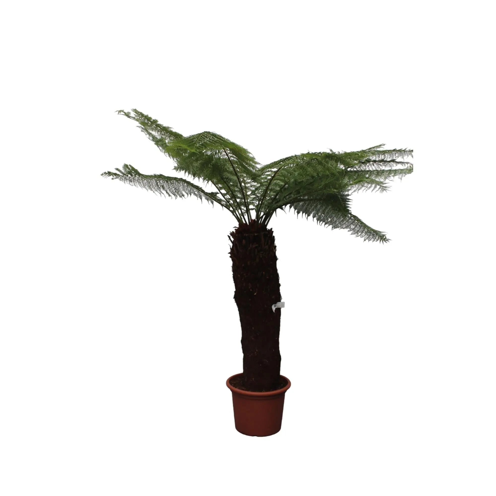 Dicksonia Antarctica - Antarktischer Baumfarn - Image