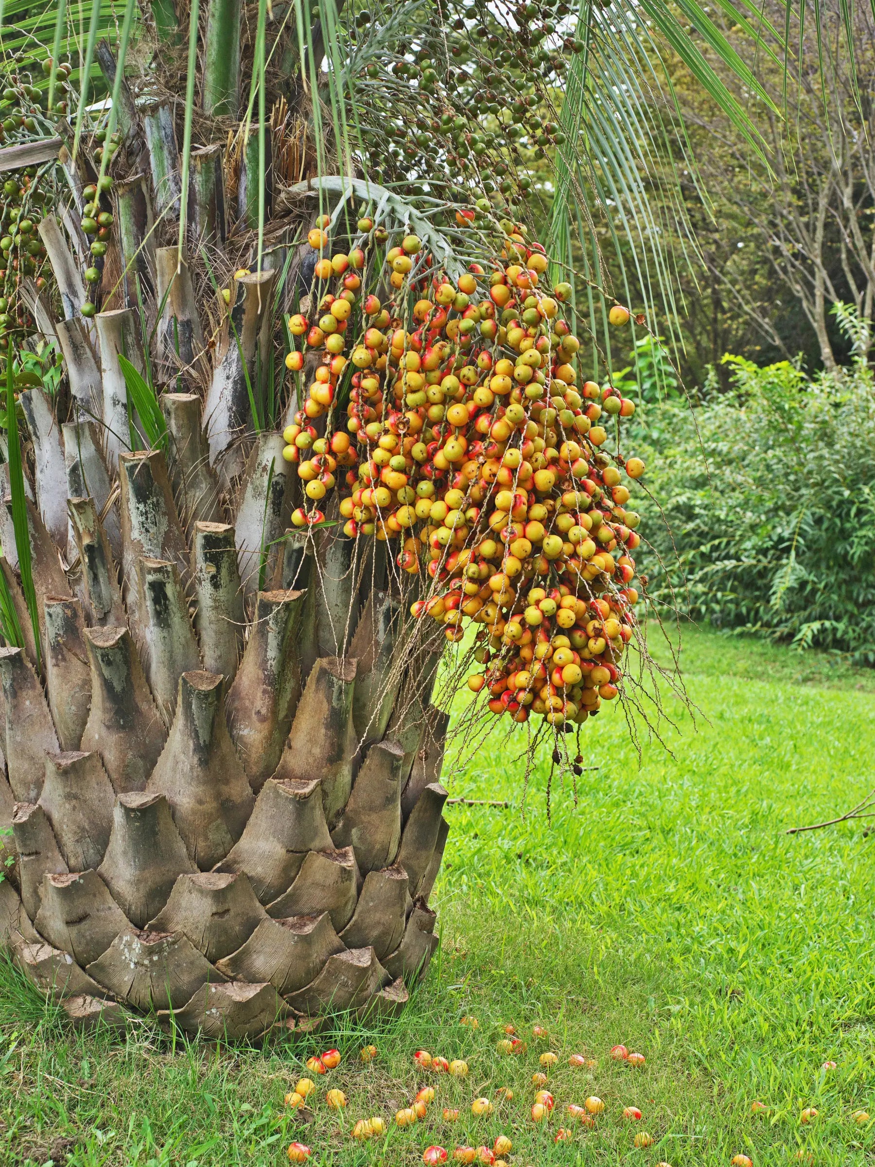 Butia capitata var. odorata - Geleepalme - Image