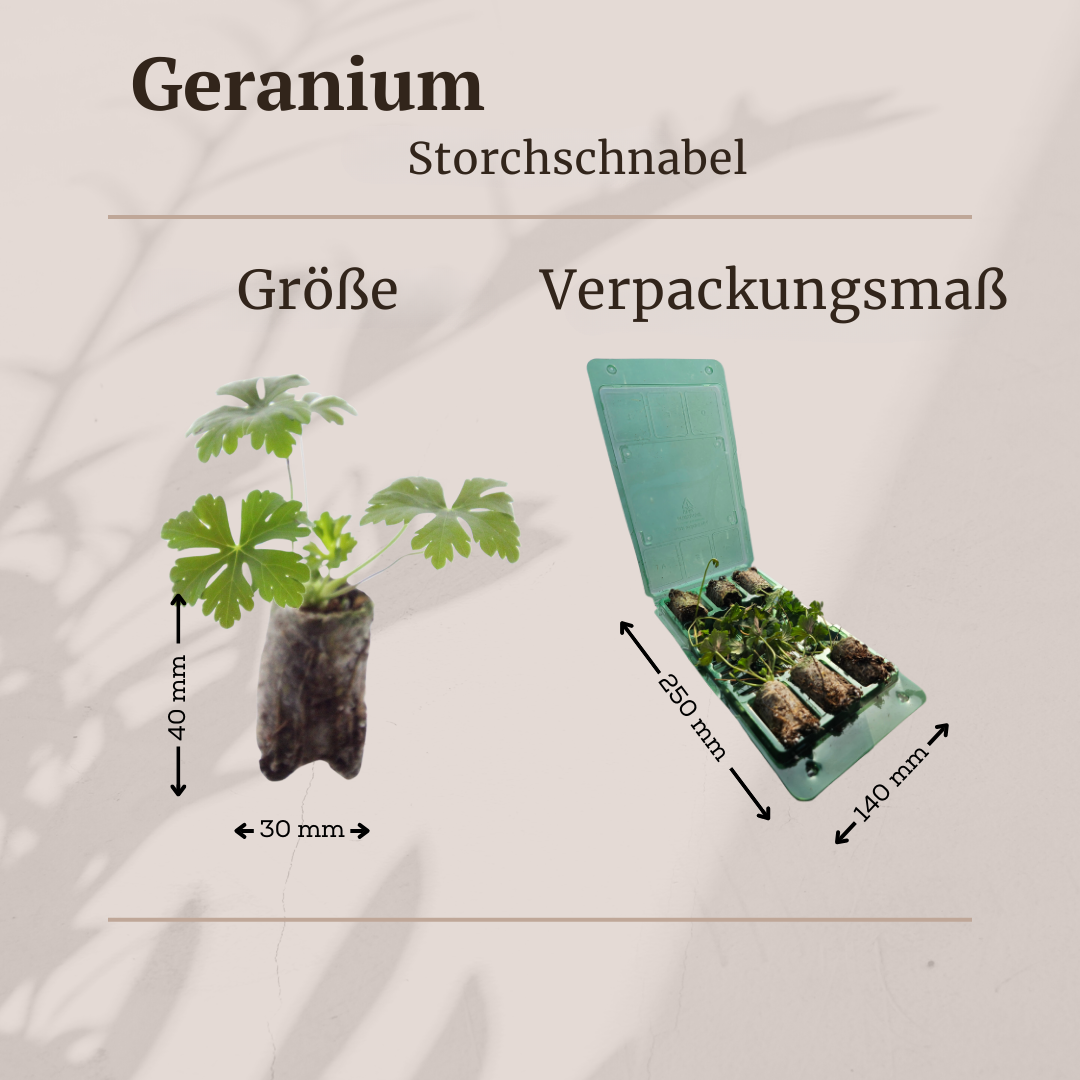 Geranium - Storchschnabel Setzlinge im 6er-Set