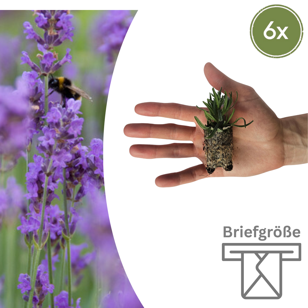Lavandula - Verschiedene Sorten winterharter Lavendel