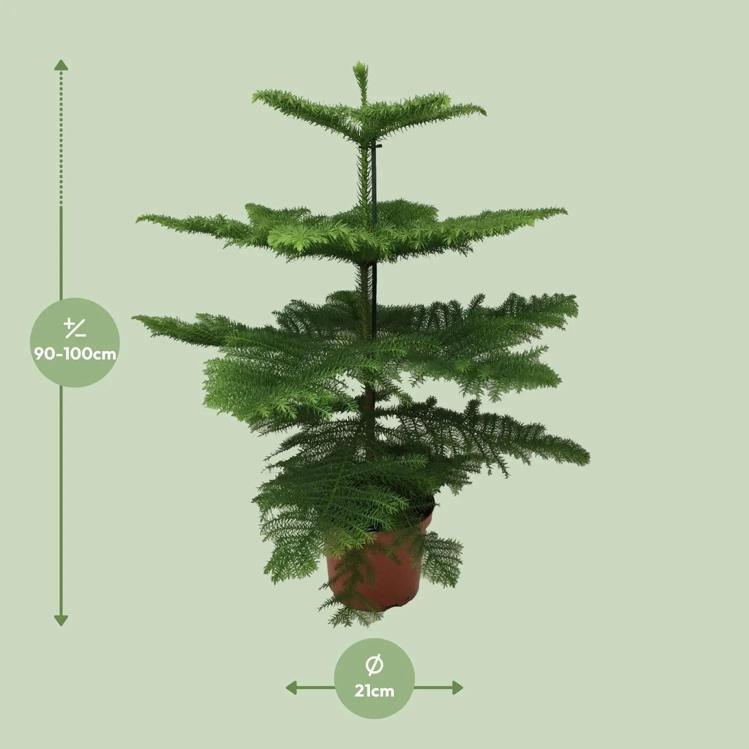 Araucaria heterophylla - Zimmertanne, Norfolk-Araukarie - Image