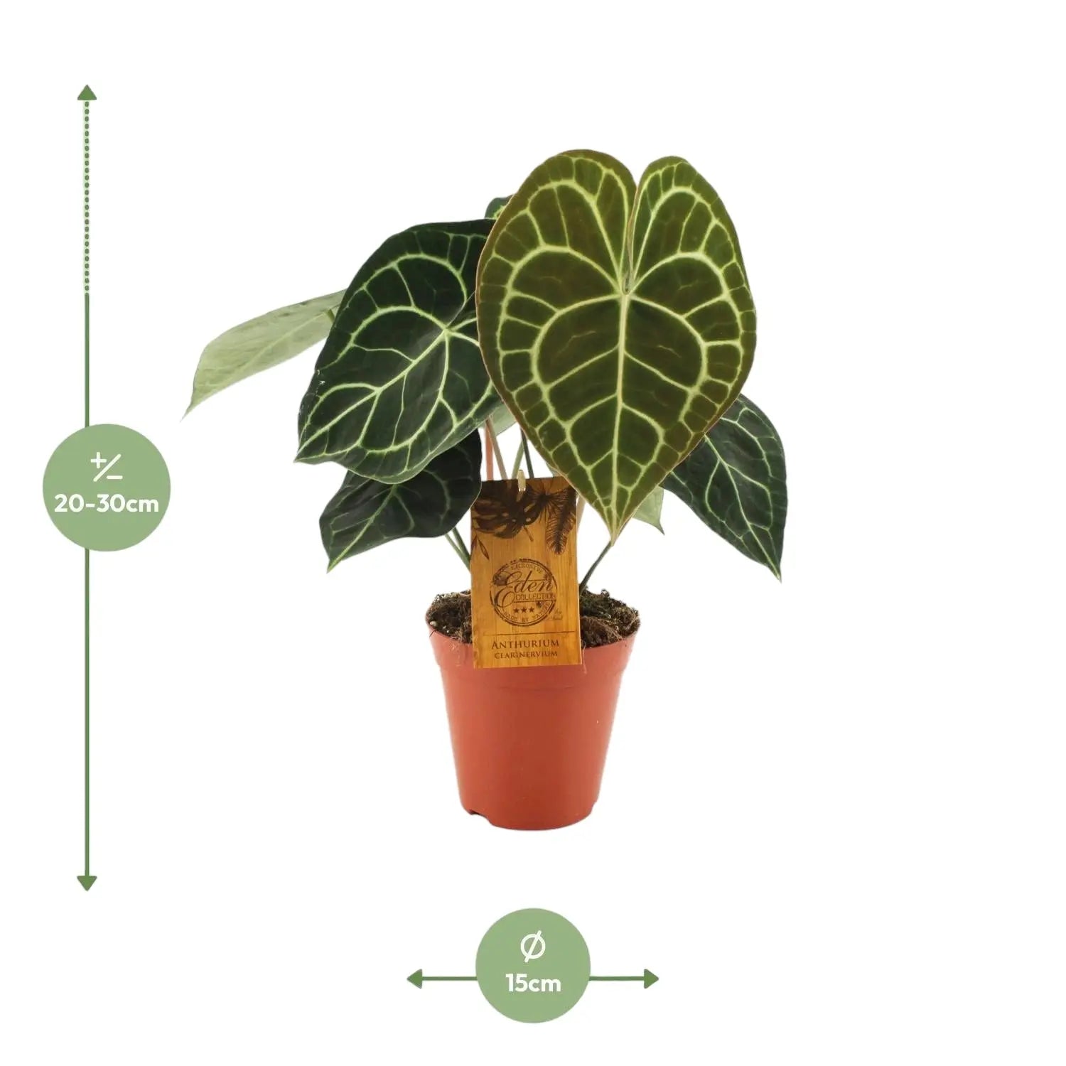 Anthurium - Große Auswahl Flamingoblumen, Anthurien - Image