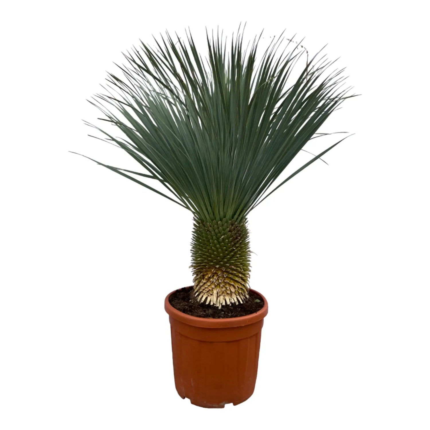 Yucca rostrata - Blaublättrige Palmlilie - Image