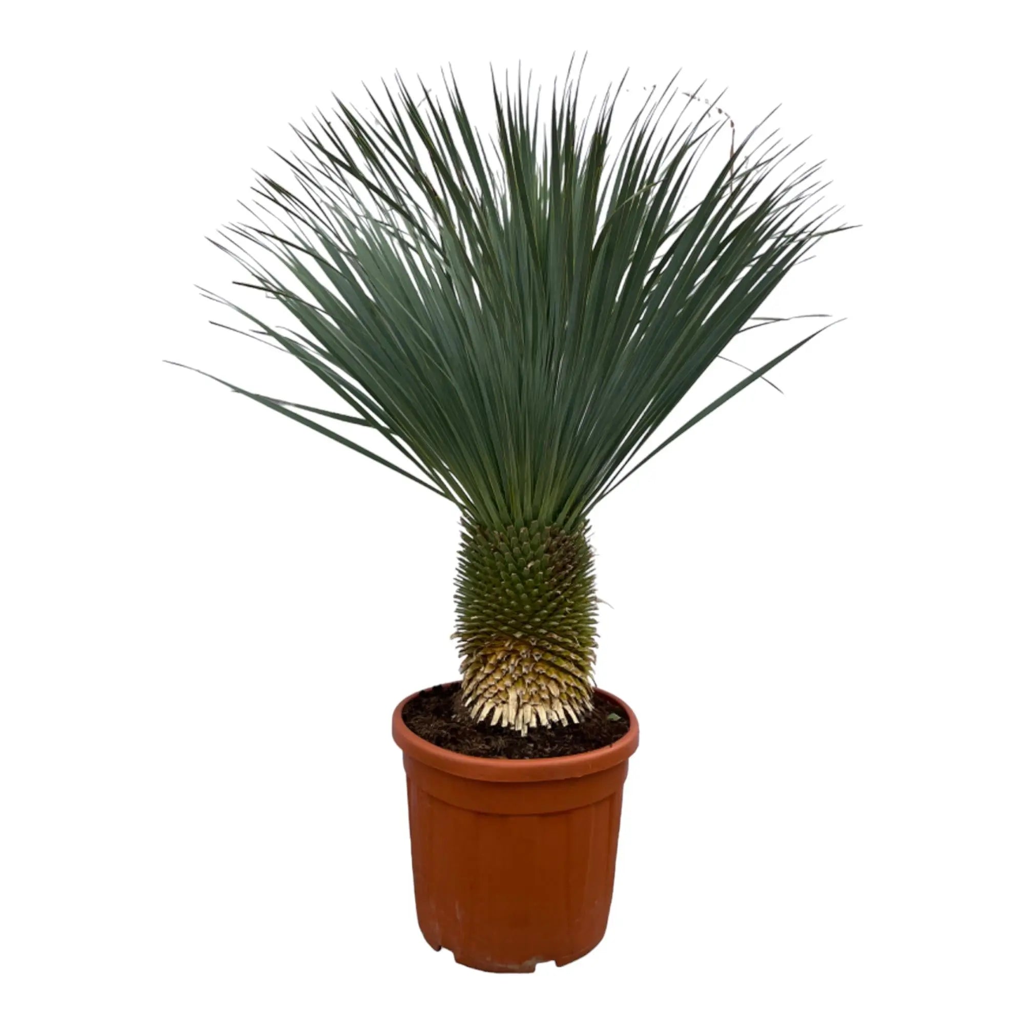Yucca rostrata - Blaublättrige Palmlilie - Image