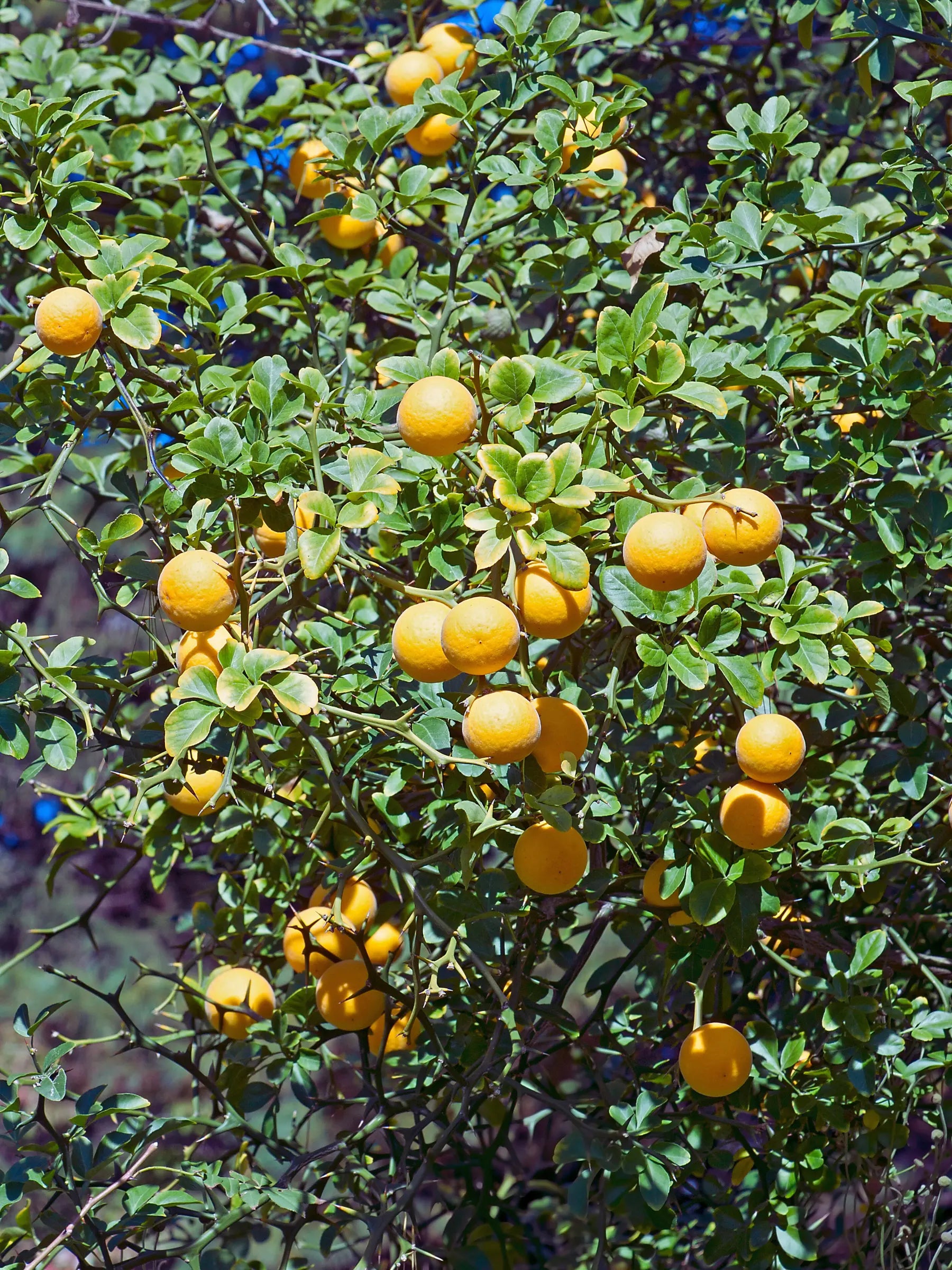 Poncirus trifoliata - Dreiblättrige Bitterorange aus Freilandzucht - Image