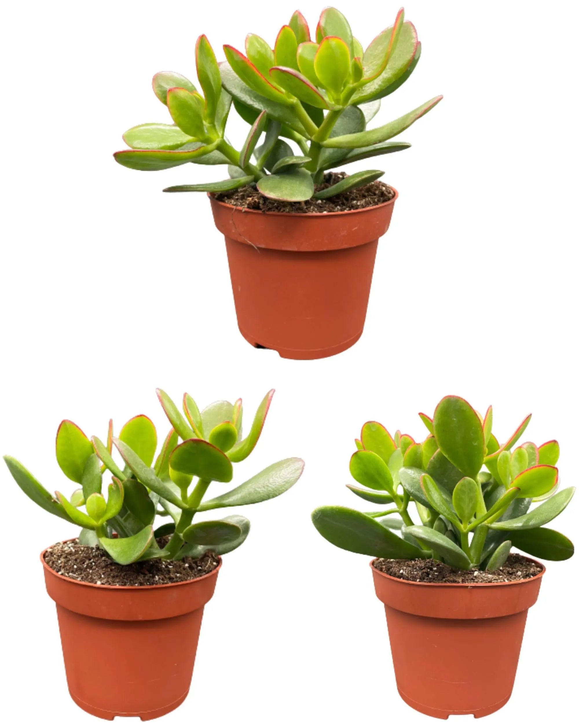 Crassula Ovata - Jadestrauch, Geldbaum - Image