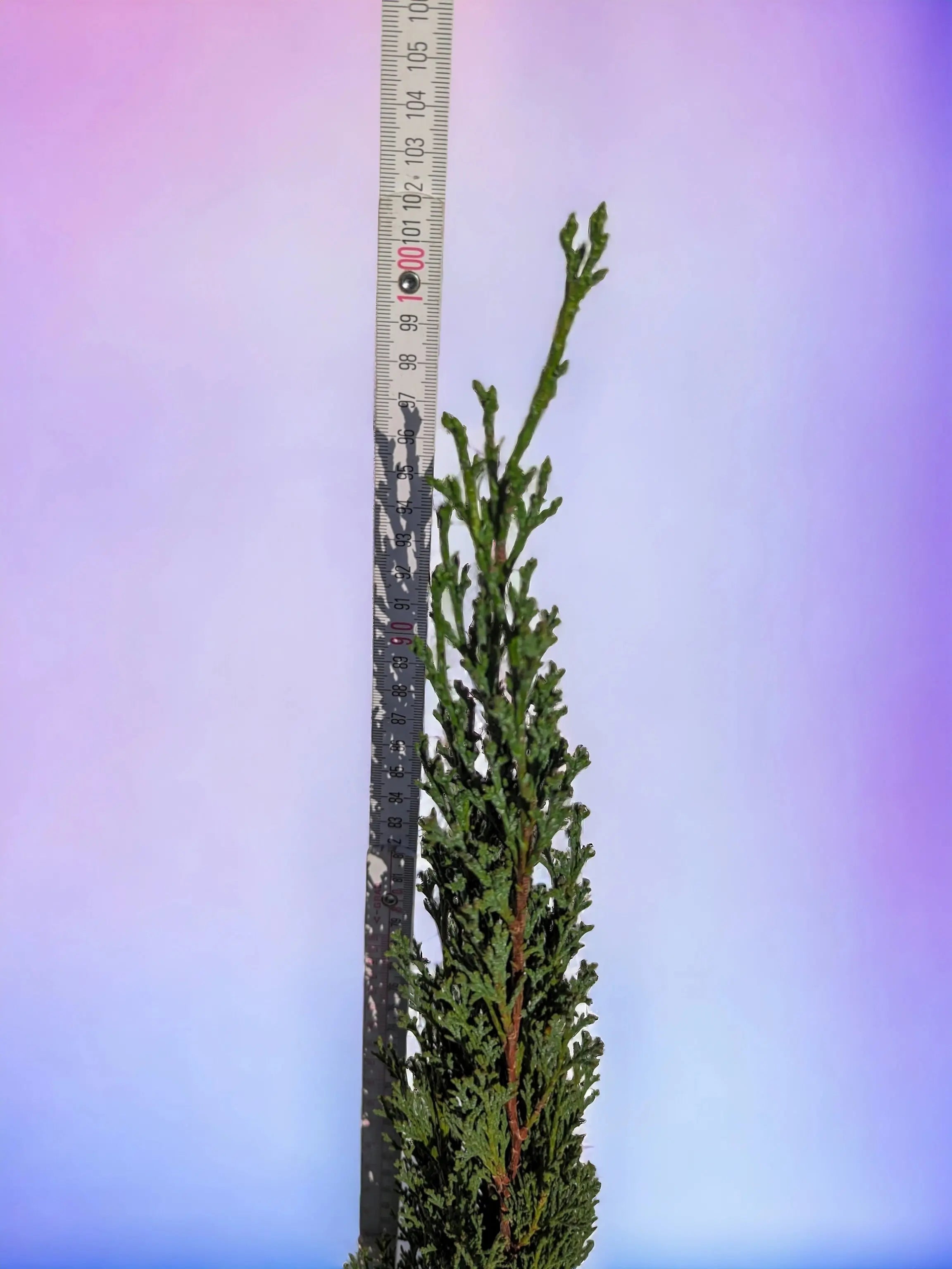 Cupressus sempervirens - Mittelmeerzypresse - Image