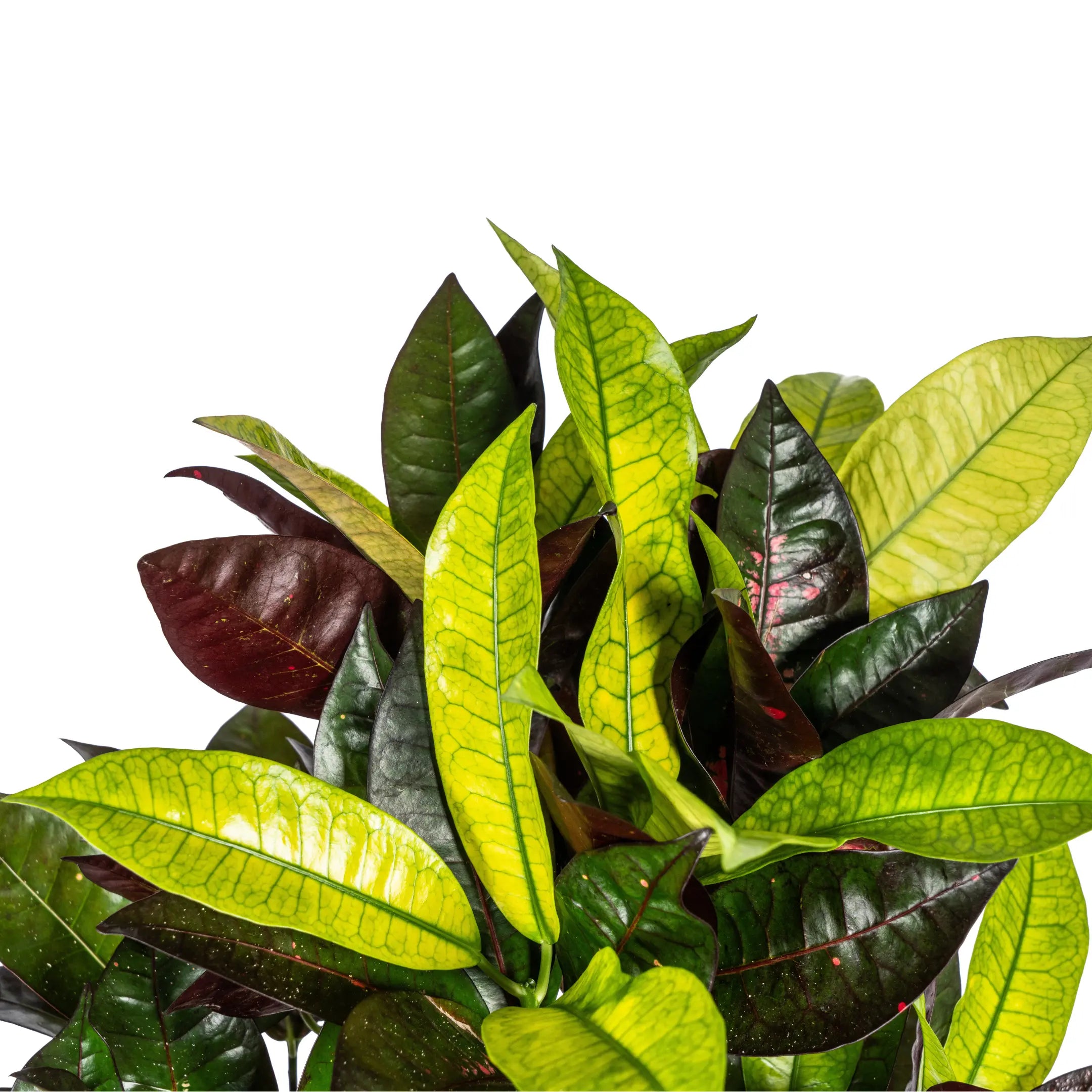 Croton Codiaeum variegatum - Wunderstrauch, Kroton - Image