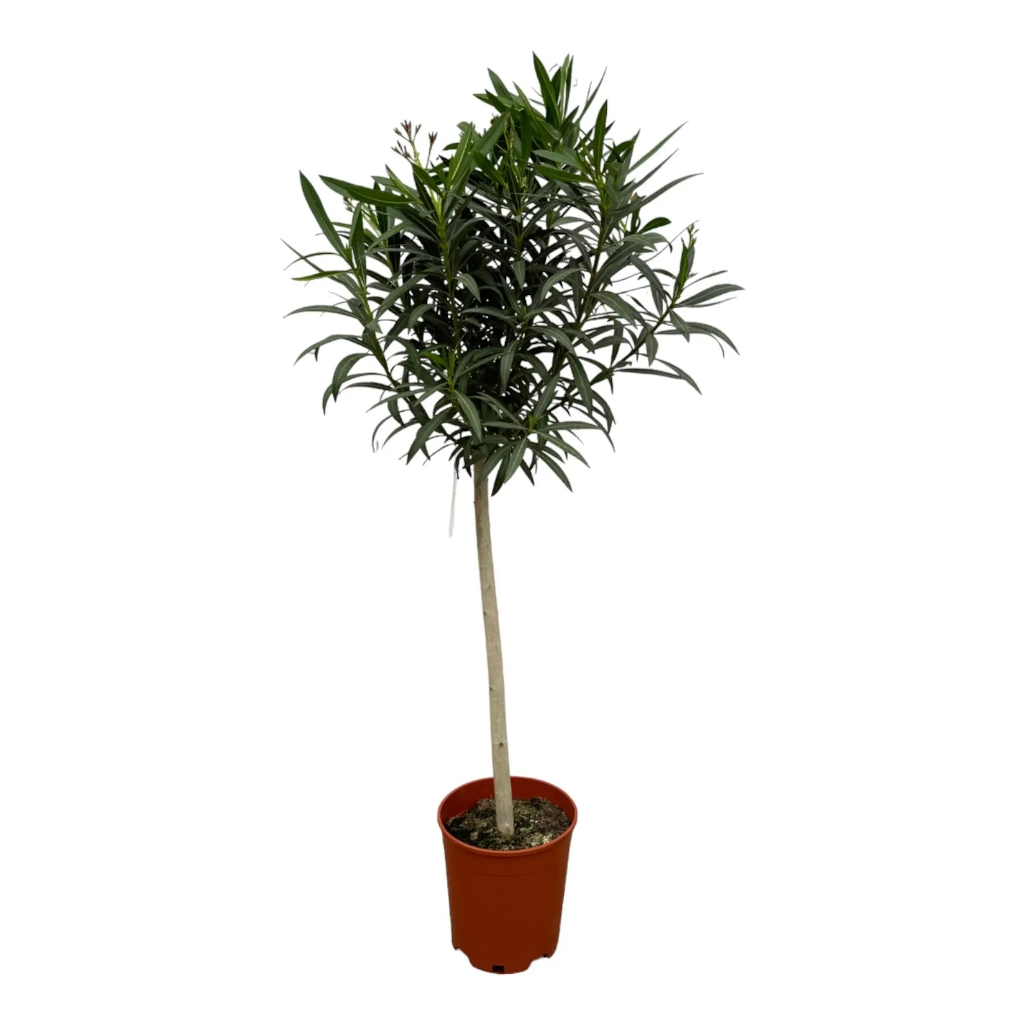 Nerium Oleander - Rosenlorbeer - Image