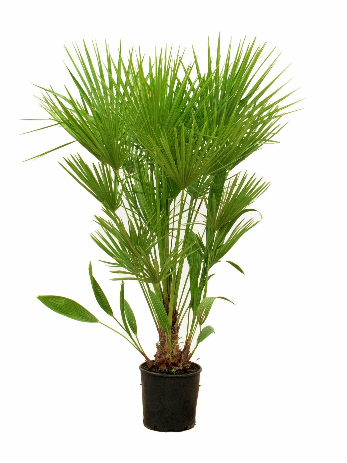 Chamaerops humilis - Europäische Zwergpalme aus Freilandzucht