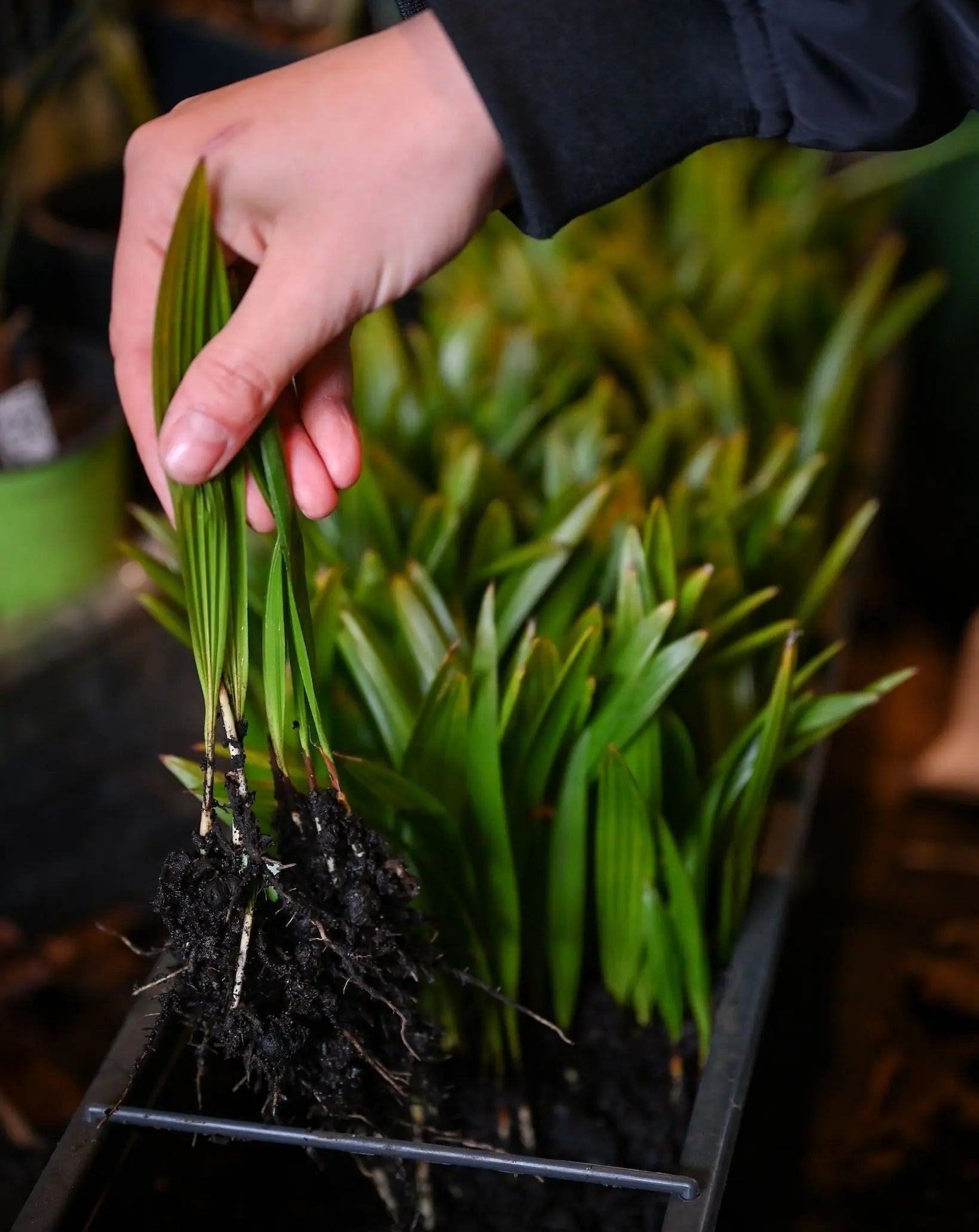 Trachycarpus fortunei - Chinesische Hanfpalme Jungpflanzen aus Freilandzucht - Image
