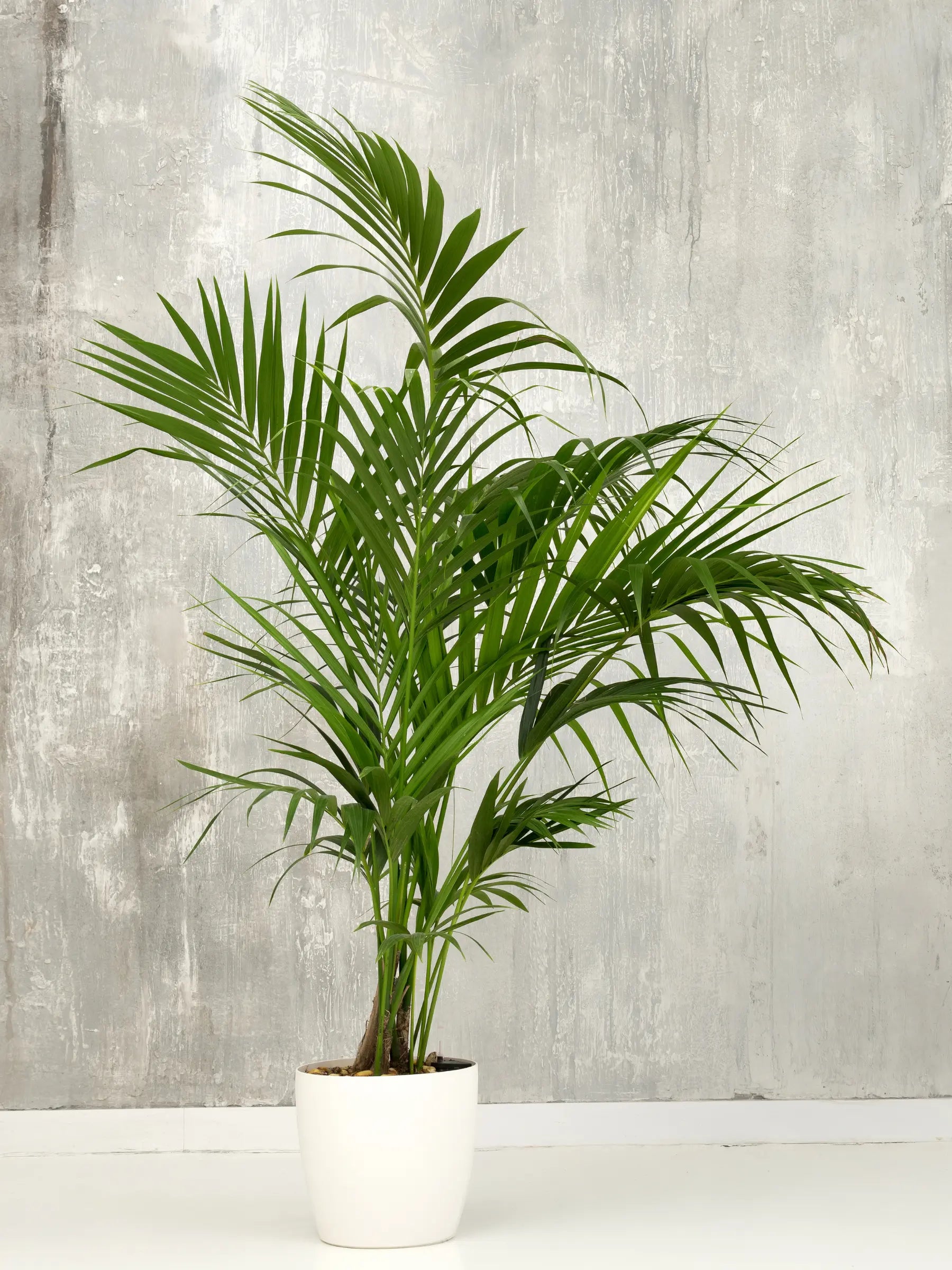 Howea forsteriana - Kentiapalme - Image