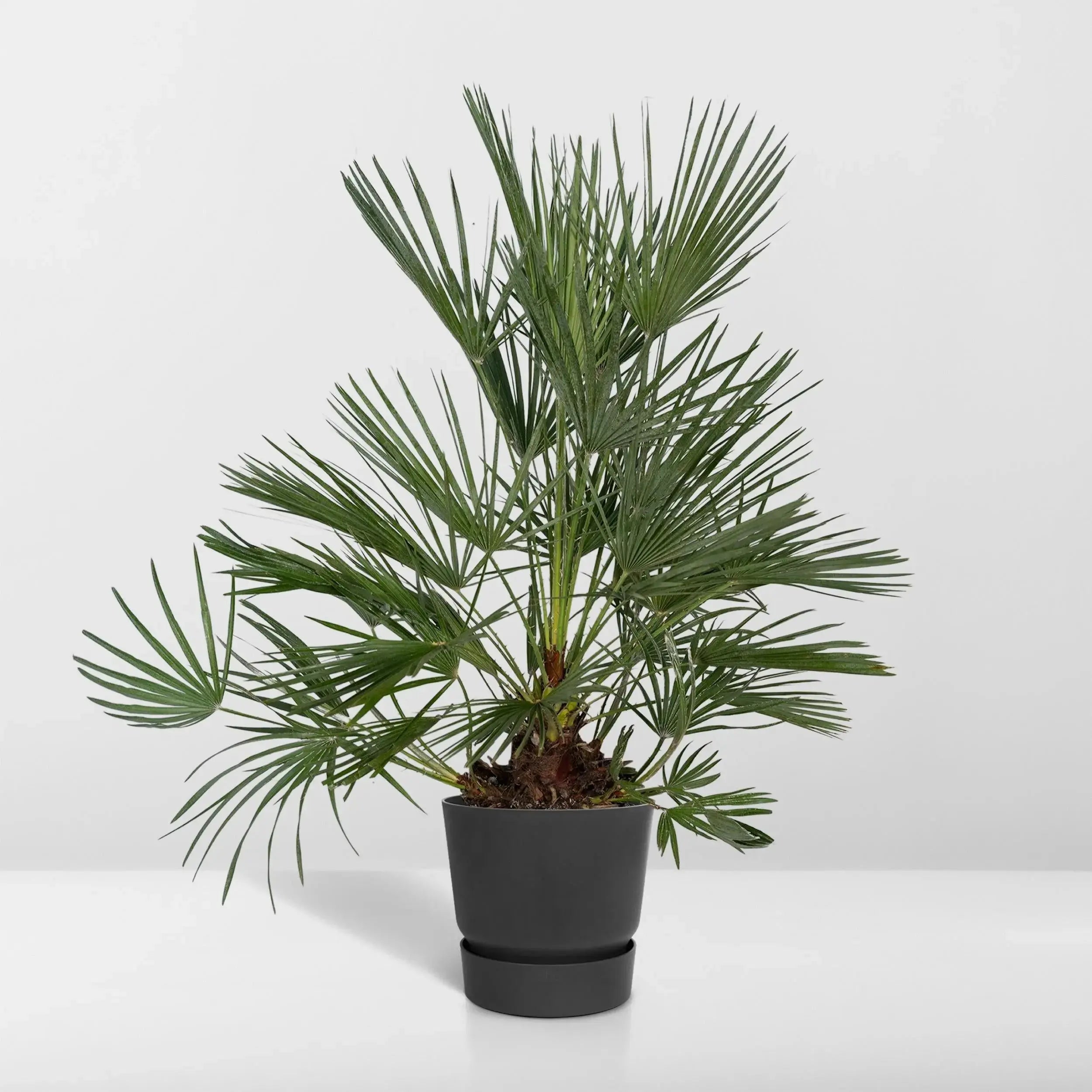 Chamaerops humilis - Europäische Zwergpalme - Image