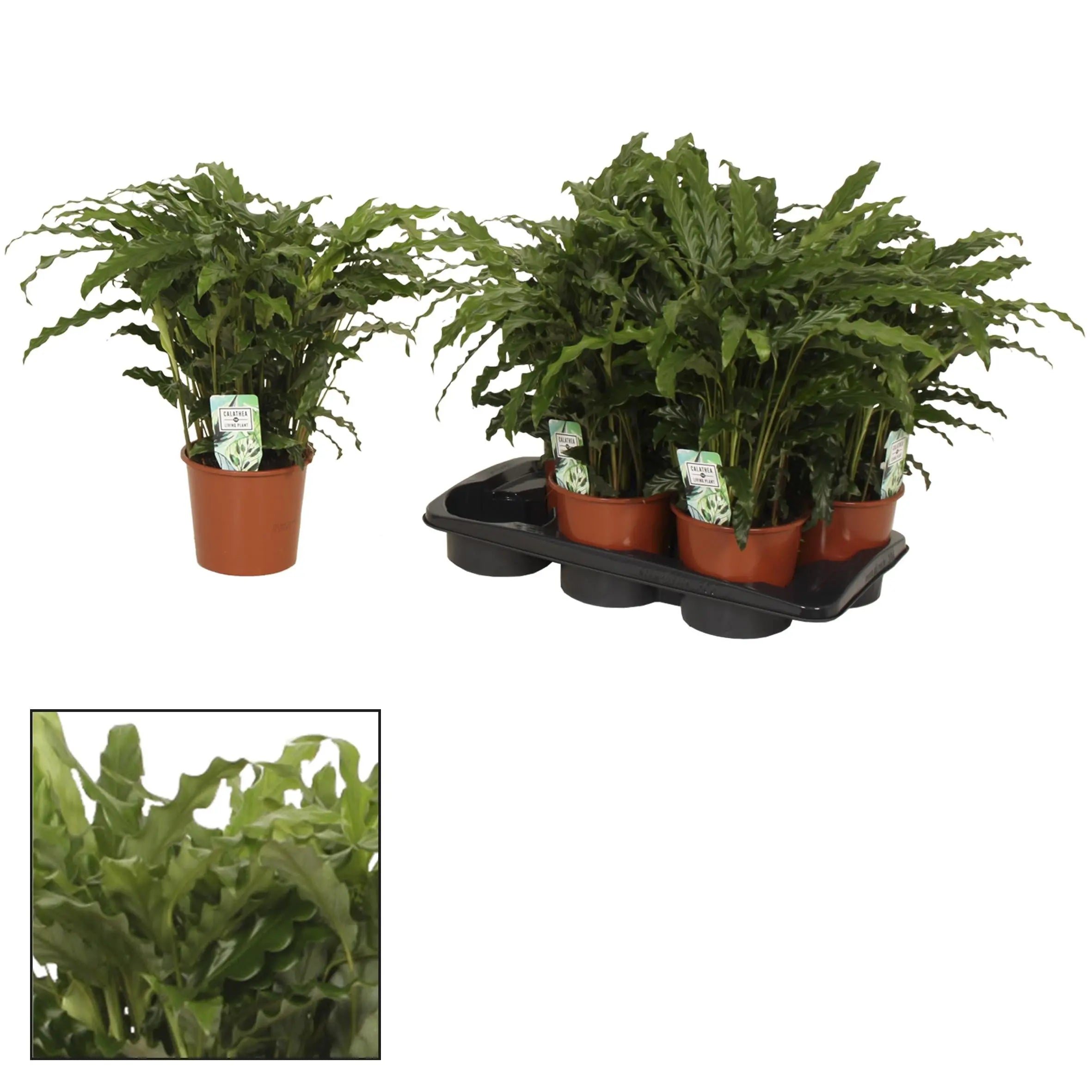 Calathea - Korbmarante - Image