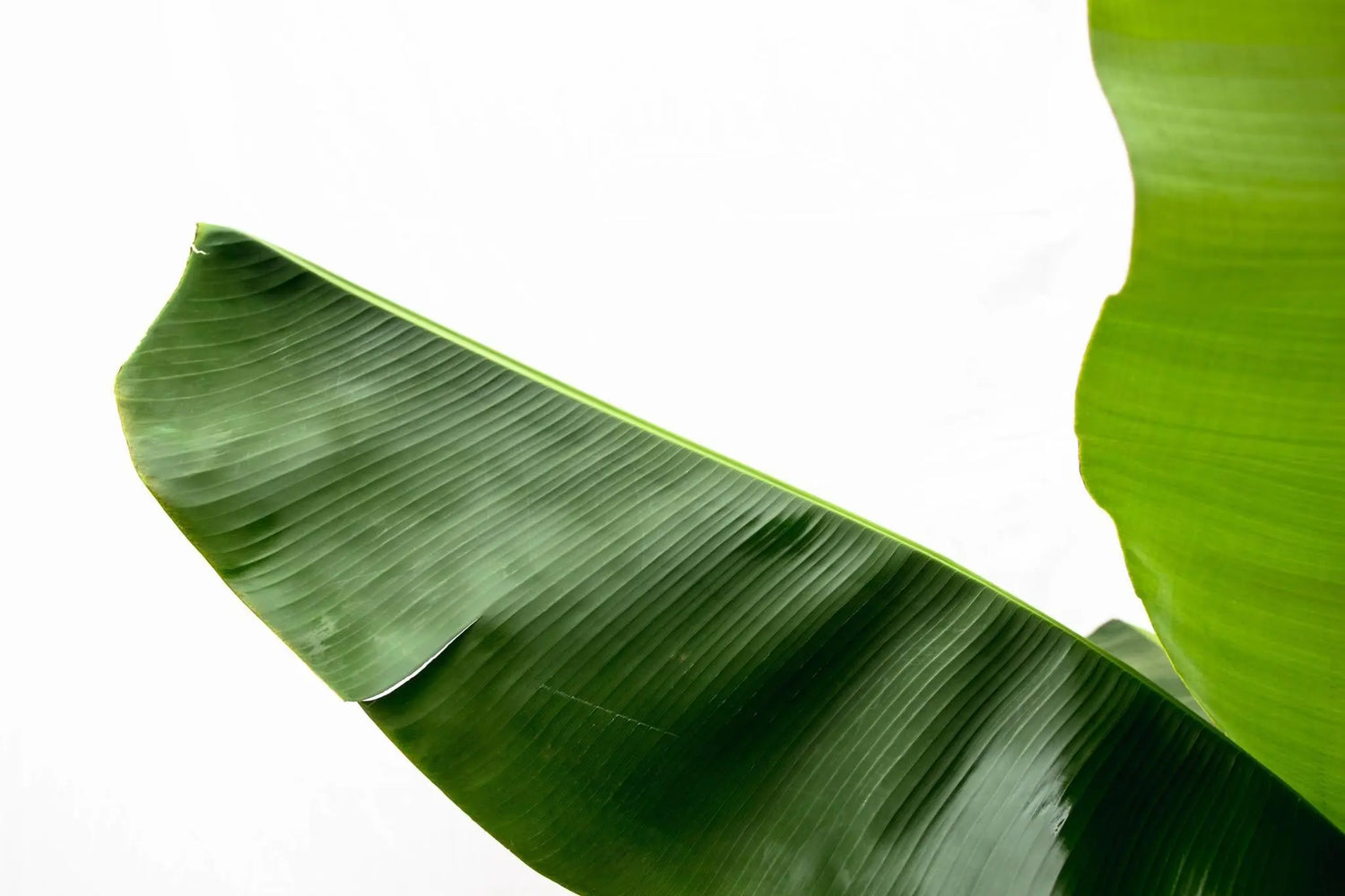 Musa basjoo - Japanische Faserbanane - Image