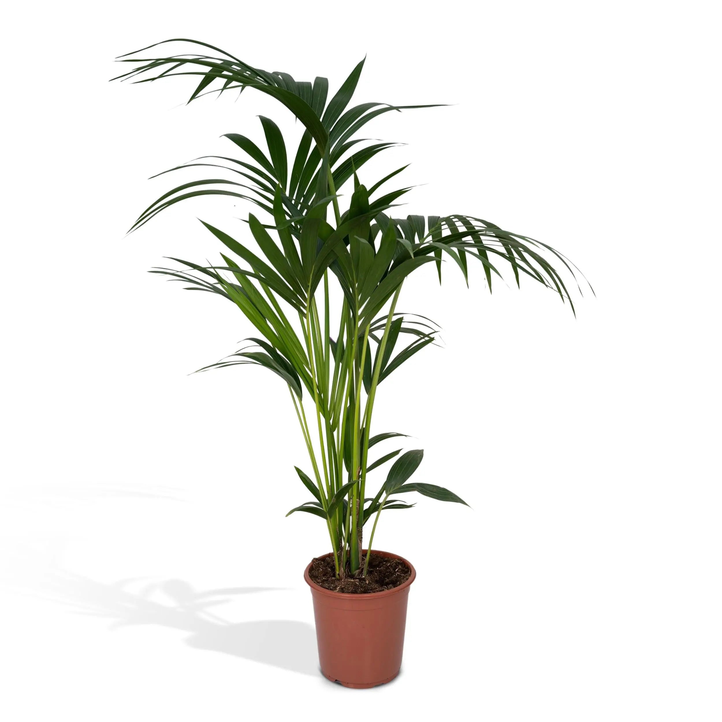 Howea forsteriana - Kentiapalme - Image