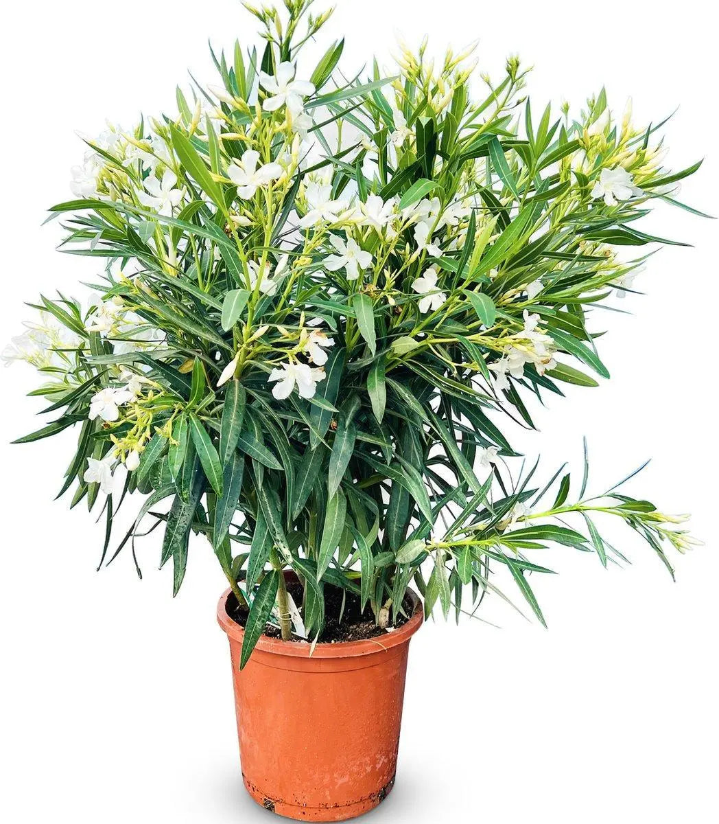 Nerium Oleander - Rosenlorbeer - Image 