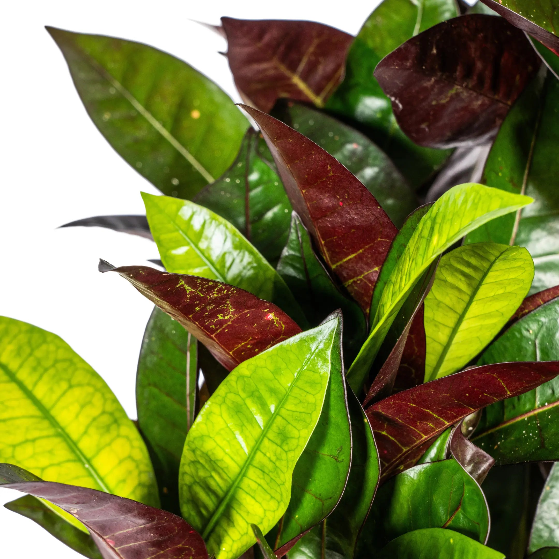 Croton Codiaeum variegatum - Wunderstrauch, Kroton - Image