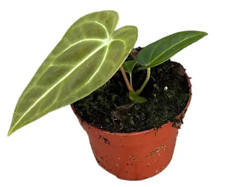 Anthurium - Große Auswahl Flamingoblumen, Anthurien - Image