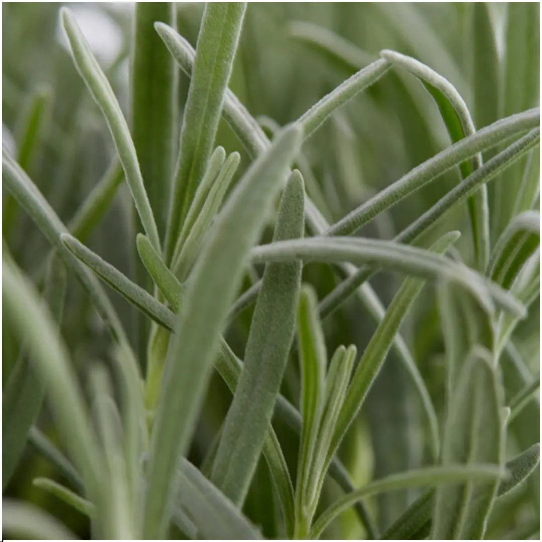 12 x 6er set Lavendel angustifolia - 72 x Ø7 cm - ↕15 cm - Lavendelpflanzen winterhart - Frisch aus der Gärtnerei geliefert - Image