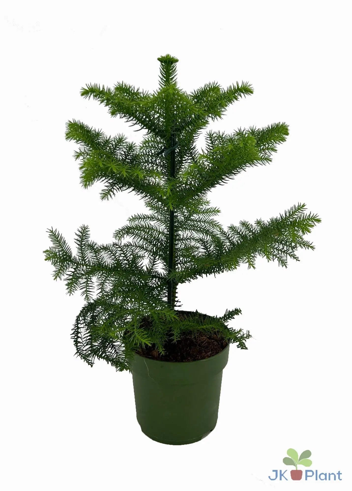 Araucaria heterophylla - Zimmertanne, Norfolk-Araukarie - Image